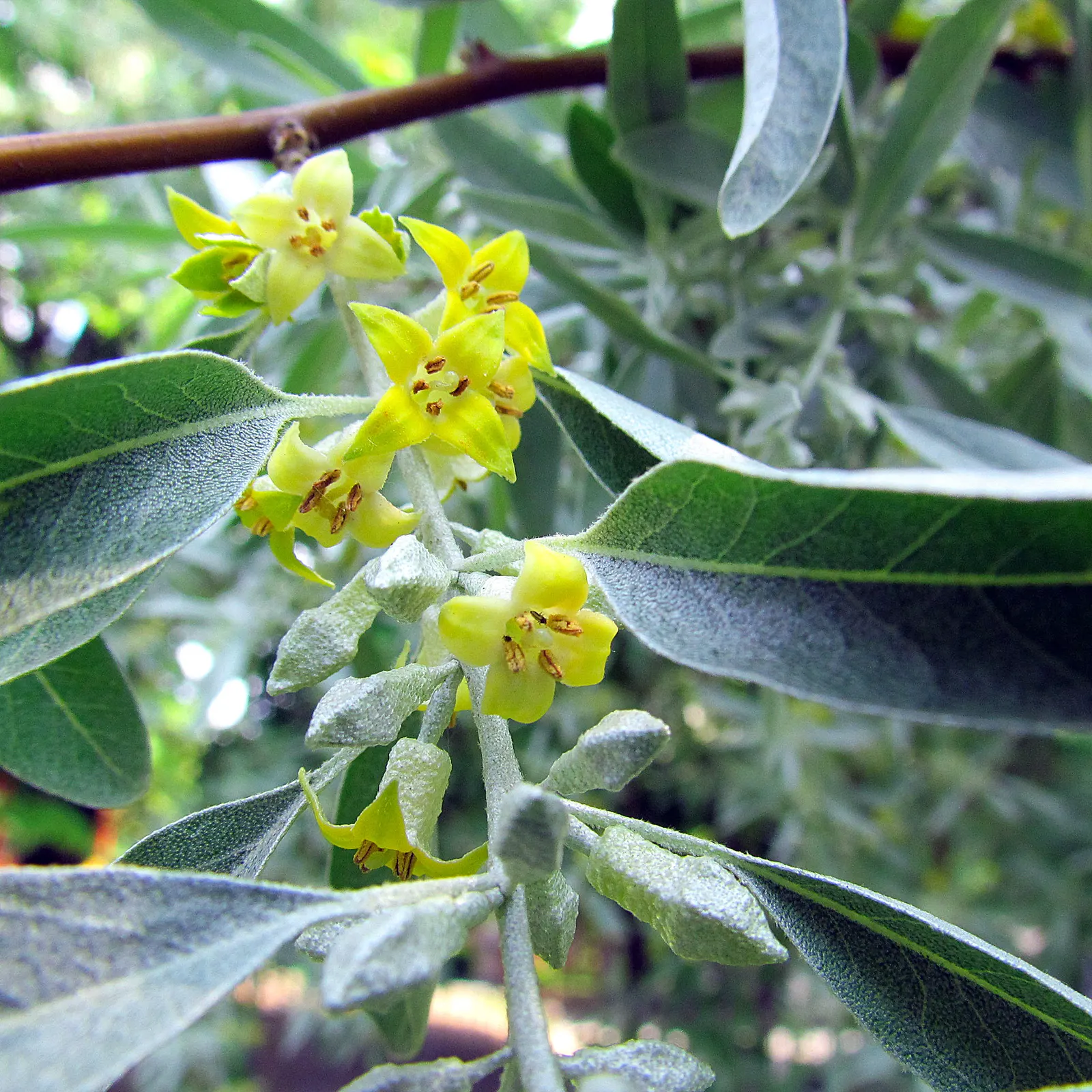 Russian Olive (Elaeagnus angustifolia) — the fruits offer ornamental interest and food for wildlife; silver-green leaves and fragrant, image 73