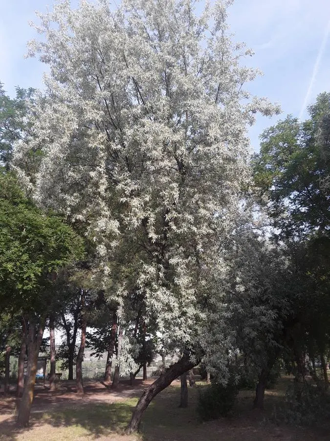Russian Olive (Elaeagnus angustifolia) — These blossoms give way to elongated; lance-shaped leaves grow up to 4 inches long