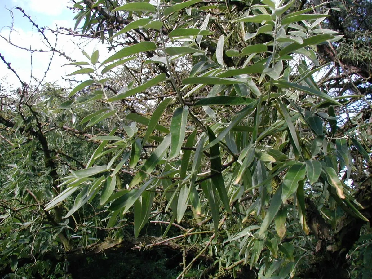 Russian Olive (Elaeagnus angustifolia) — this species is suitable as a windbreak or privacy screen; the Russian Olive thrives in full sun to, image 79