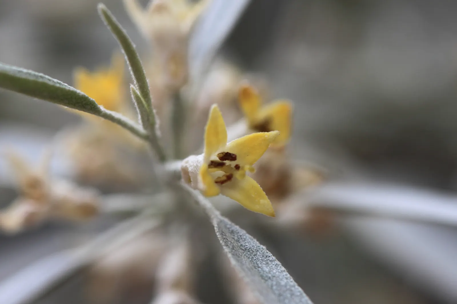 Russian Olive (Elaeagnus angustifolia) — followed by olive-like fruits; lance-shaped leaves grow up to 4 inches long