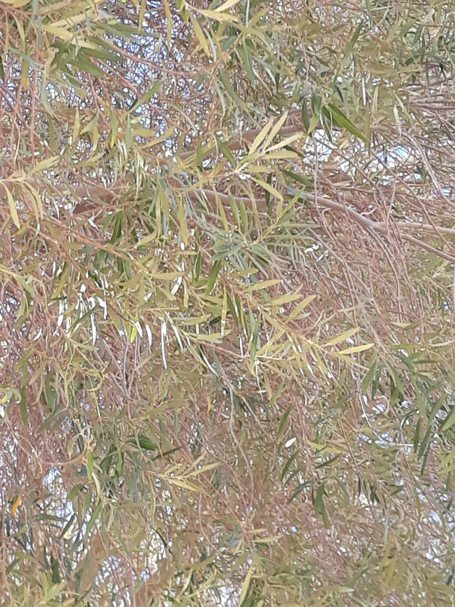 Russian Olive (Elaeagnus angustifolia) — Adaptable to various soils, it thrives in full sun and tolerates drought; the Russian Olive thrives in full sun to