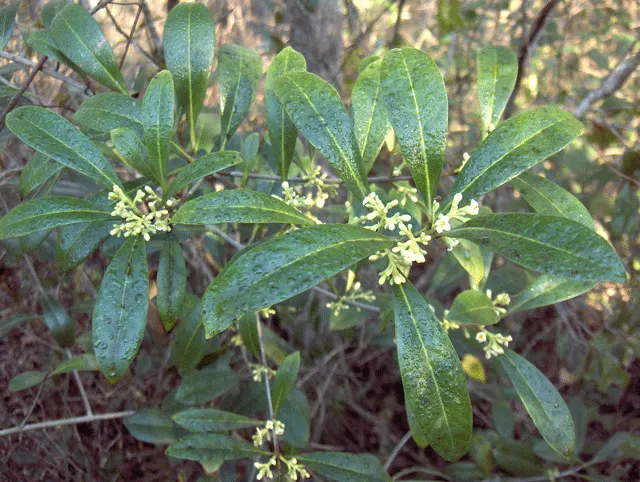 Russian Olive (Elaeagnus angustifolia) — including salt and urban pollution; silver-green leaves and fragrant, image 77