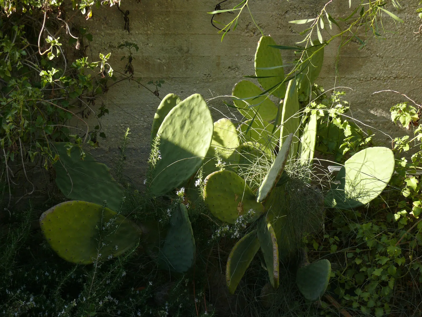 Russian Olive (Elaeagnus angustifolia) — Its use in design offers erosion control, windbreaks, and wildlife habitats with a rustic aesthetic; regular pruning