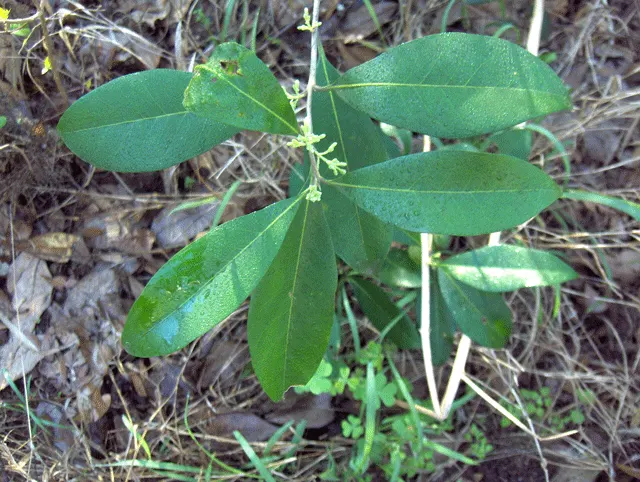 Russian Olive (Elaeagnus angustifolia) — silver-green leaves and fragrant; regular pruning may be required to maintain the desired shape and prevent, image 60