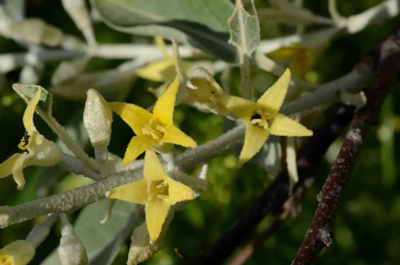 Russian Olive (Elaeagnus angustifolia) — Its preference for well-drained soils does not confine it; the tree copes well with a range of soil conditions
