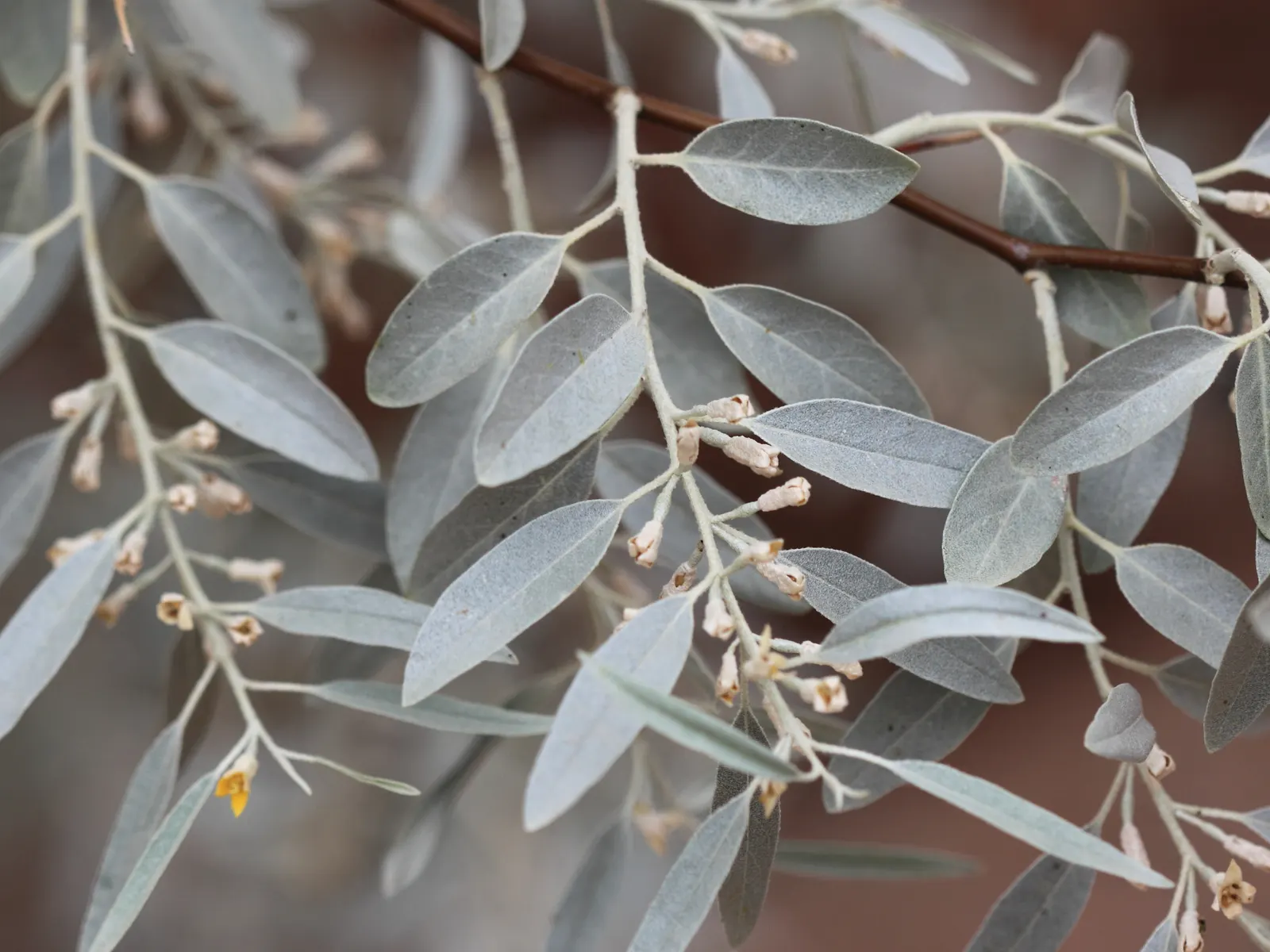 Russian Olive (Elaeagnus angustifolia) — It is drought tolerant once established, making it a practical choice for xeriscaping; the Russian Olive thrives in