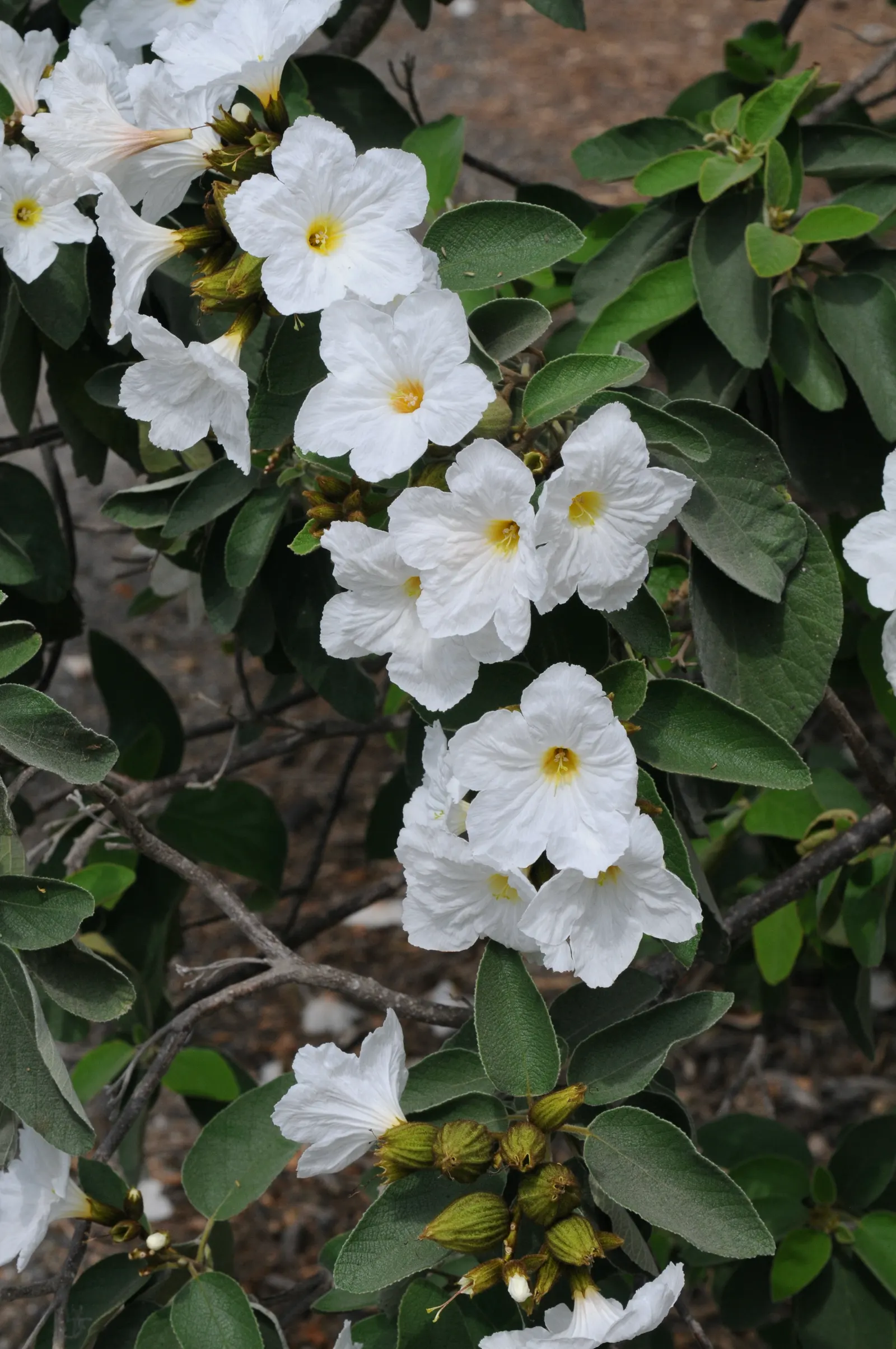 Russian Olive (Elaeagnus angustifolia) — These blossoms give way to elongated