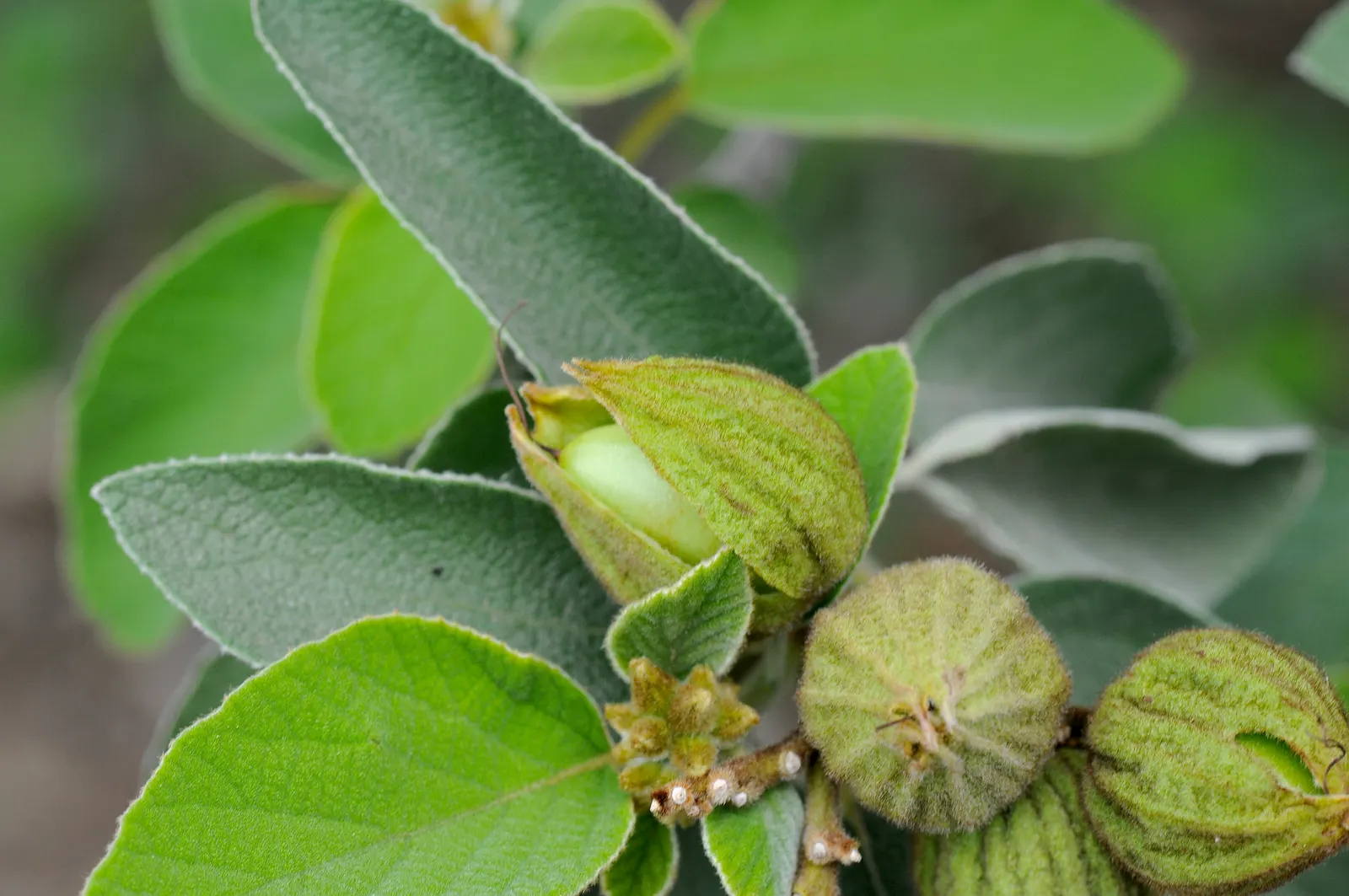 Russian Olive (Elaeagnus angustifolia) — including salt and urban pollution