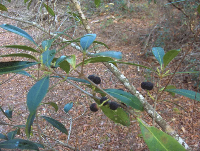 Russian Olive (Elaeagnus angustifolia) — Its use in design offers erosion control, windbreaks, and wildlife habitats with a rustic aesthetic, image 64
