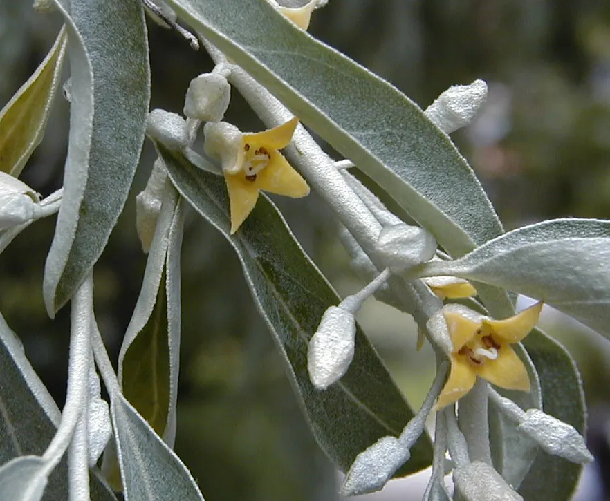 Russian Olive (Elaeagnus angustifolia) — Regular pruning may be required to maintain the desired shape and prevent overproliferation