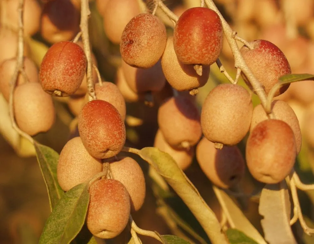 Russian Olive (Elaeagnus angustifolia) — Adaptable to various soils, it thrives in full sun and tolerates drought; the Russian Olive thrives in, image 63