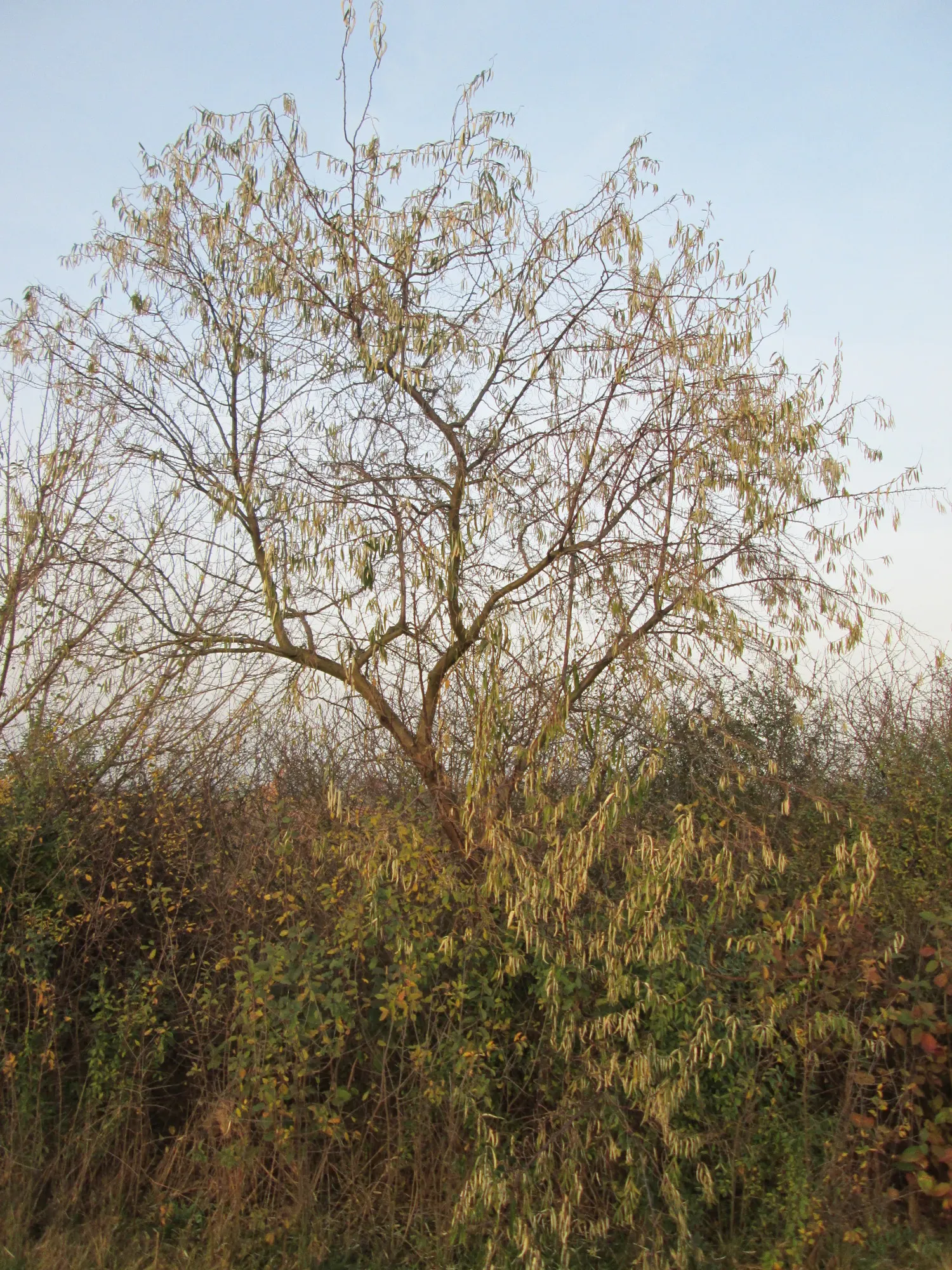 Russian Olive (Elaeagnus angustifolia) — It is drought tolerant once established, making it a practical choice for xeriscaping