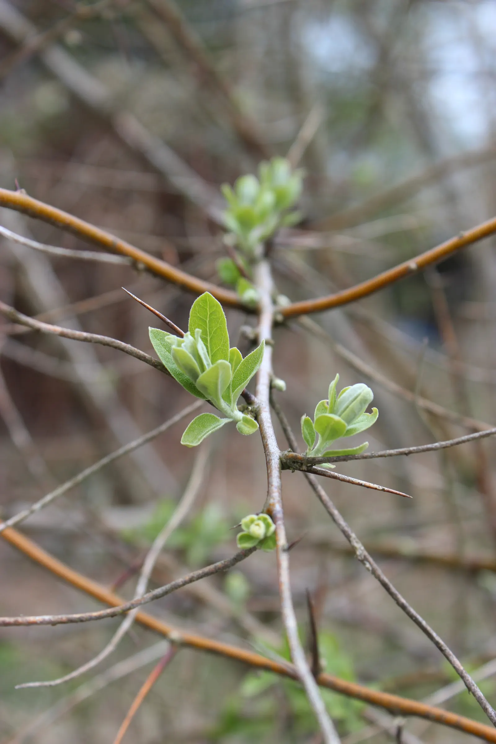 Russian Olive (Elaeagnus angustifolia) — inconspicuous yet attractive; silver-green leaves and fragrant, image 69