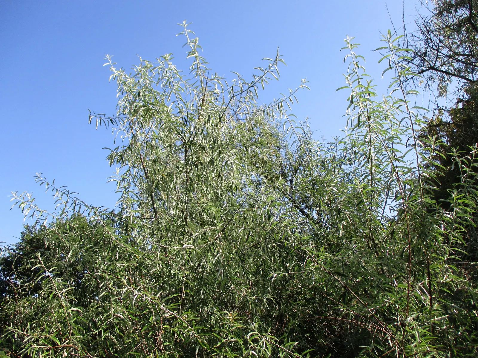 Russian Olive (Elaeagnus angustifolia) — The Russian Olive (Elaeagnus angustifolia) is a hardy; silver-green leaves and fragrant, image 57