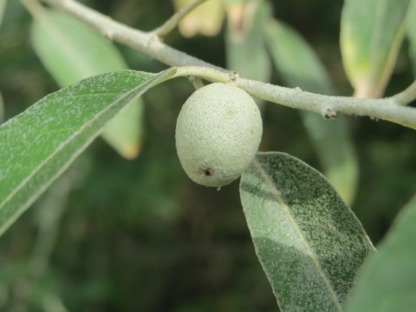 Russian Olive (Elaeagnus angustifolia) — reaching heights of 12-20 feet with an equal spread; the Russian Olive thrives in full sun to partial shade, image 59