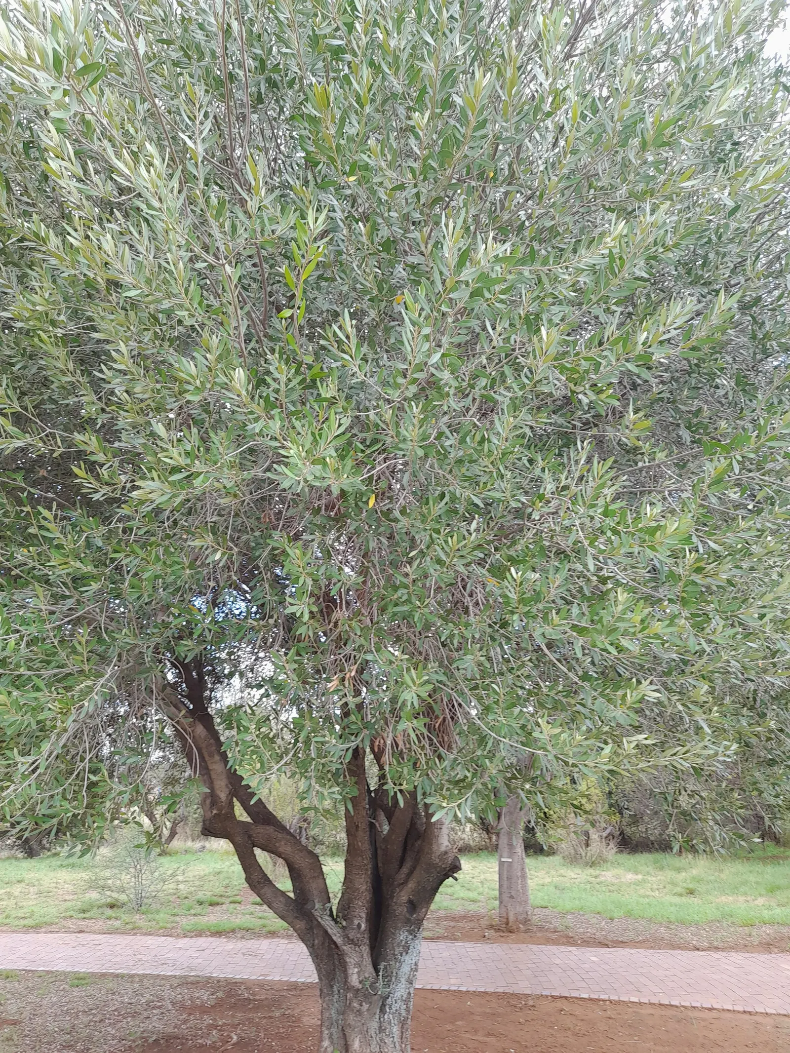 Russian Olive (Elaeagnus angustifolia) — ripening to a muted olive green; regular pruning may be required to maintain the desired shape and prevent
