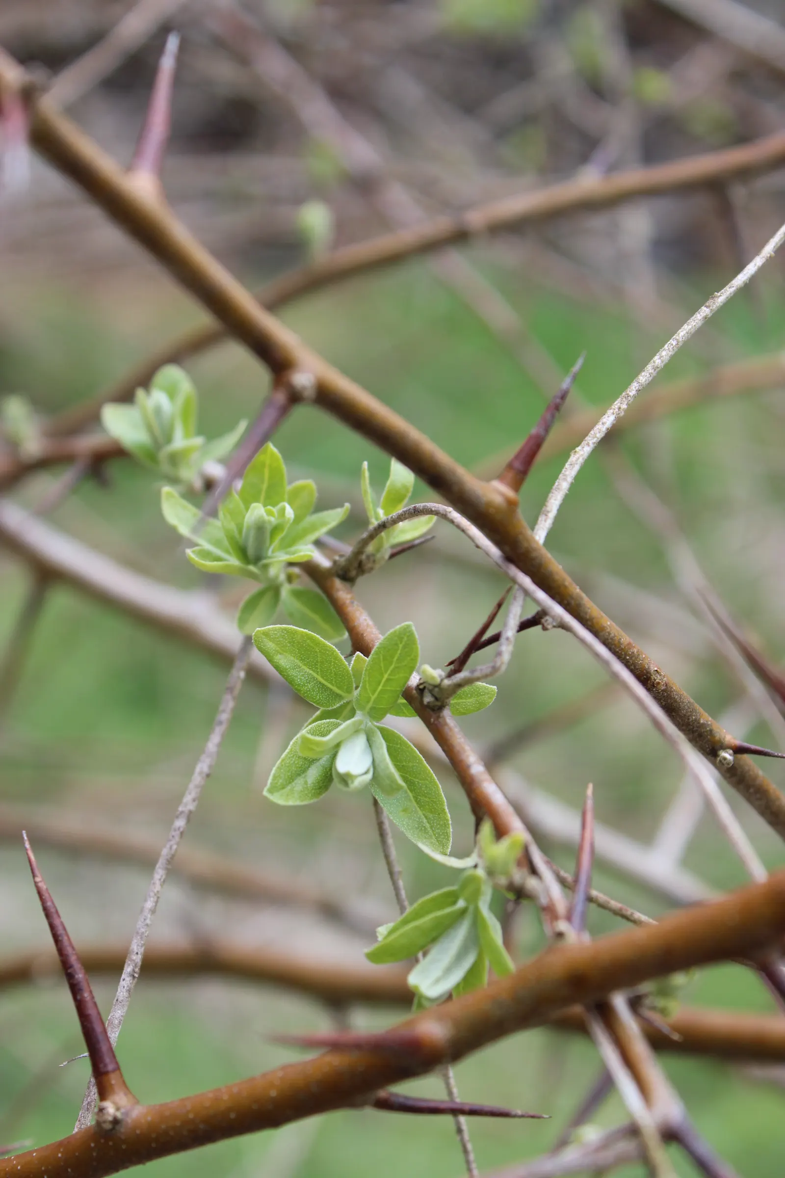 Russian Olive (Elaeagnus angustifolia) — but it should be placed with consideration due to its potential invasiveness in some regions; regular pruning may be