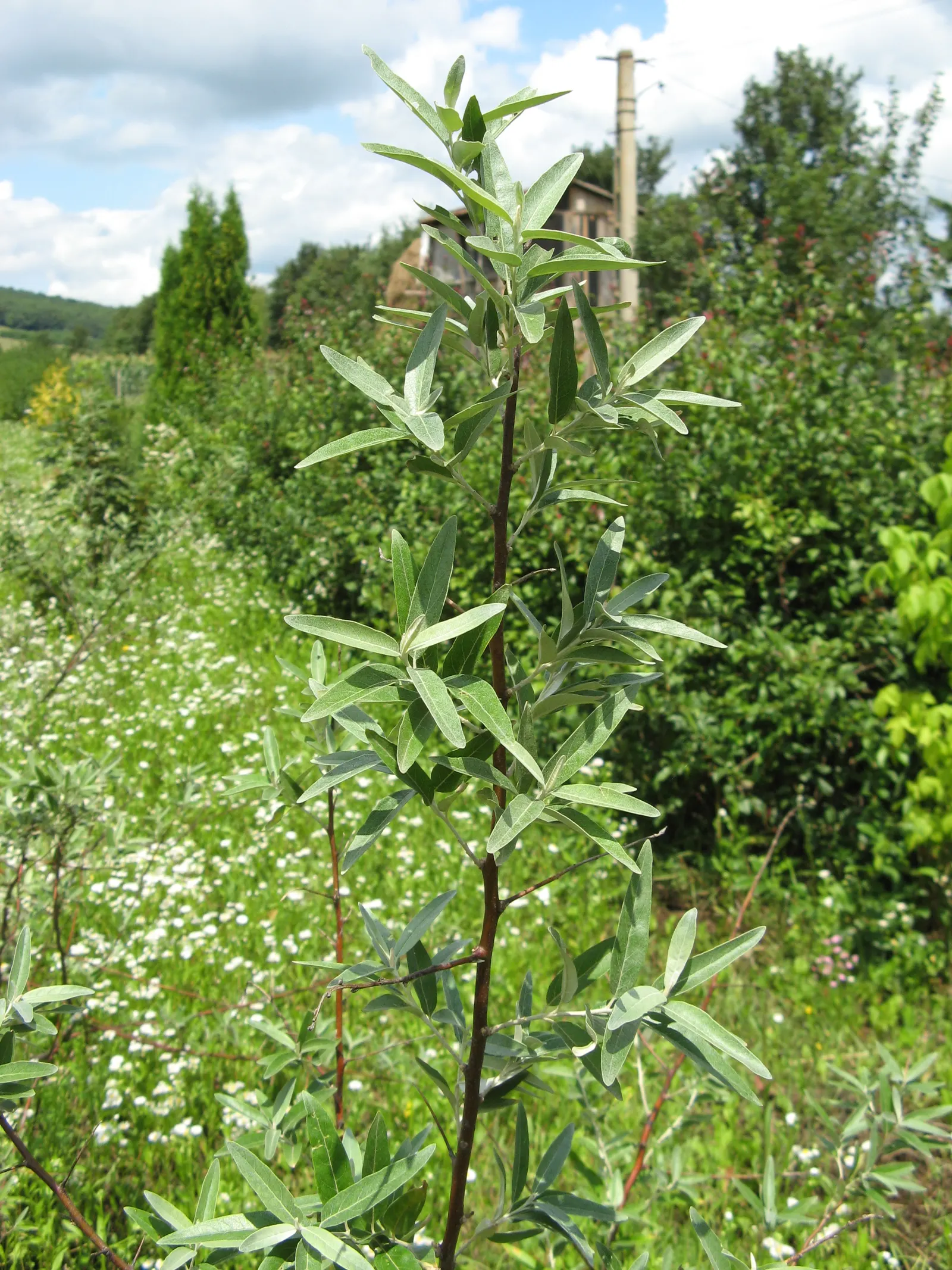 Russian Olive (Elaeagnus angustifolia) — silver-scaled fruits about 0.5 inches in length; the Russian Olive thrives in full sun to partial shade