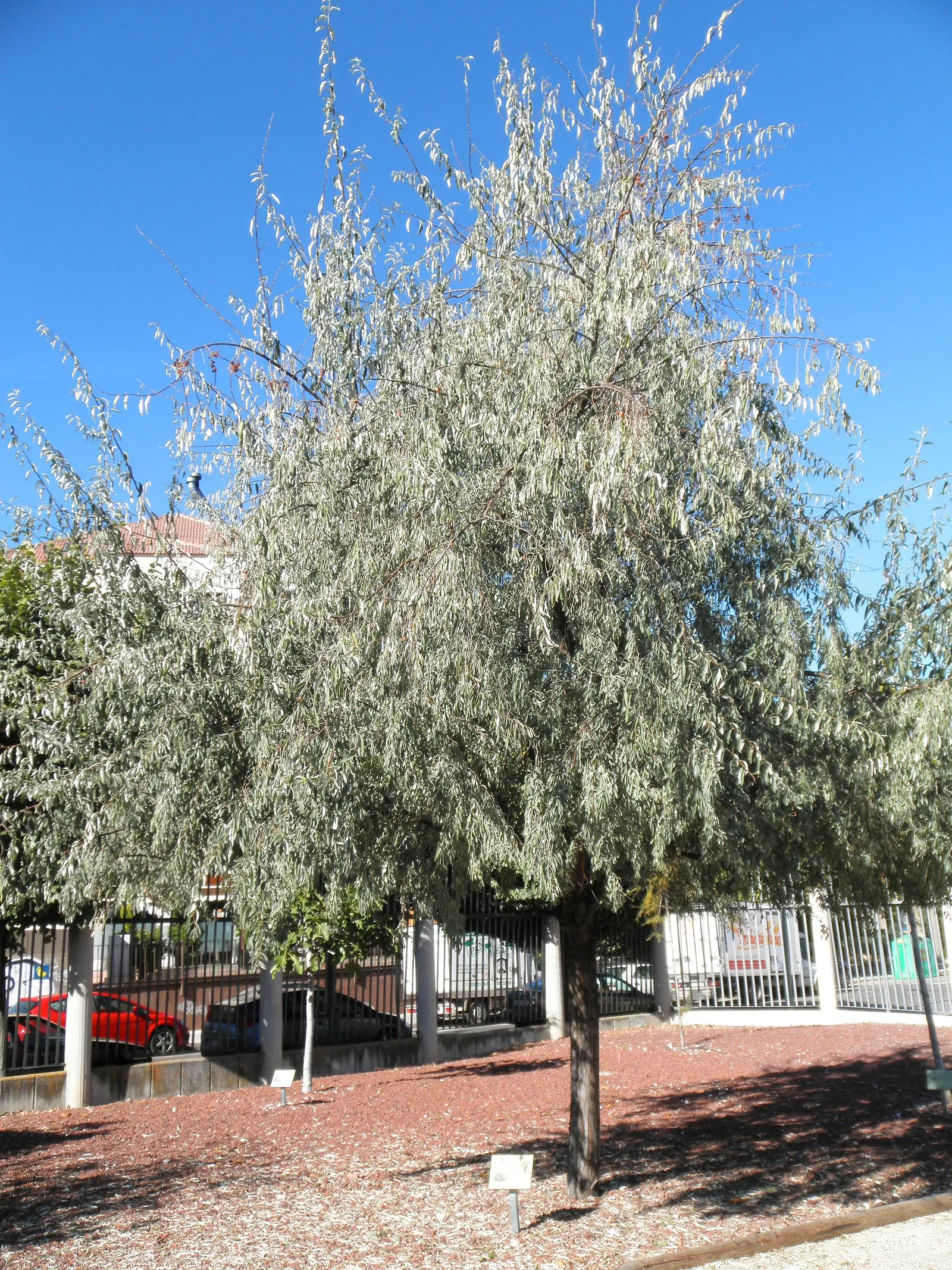 Russian Olive (Elaeagnus angustifolia) — Its preference for well-drained soils does not confine it; the tree copes well with a range of soil, image 76
