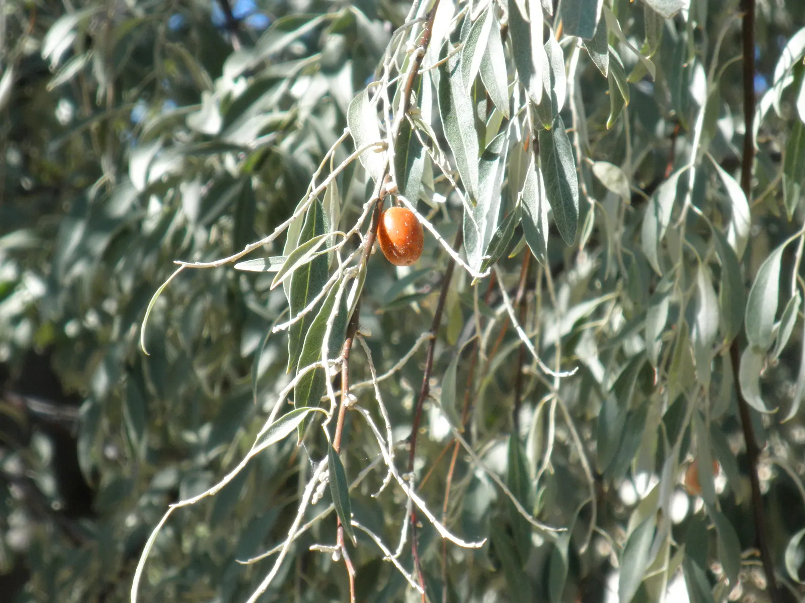 Russian Olive (Elaeagnus angustifolia) — These blossoms give way to elongated; lance-shaped leaves grow up to 4 inches long, image 70