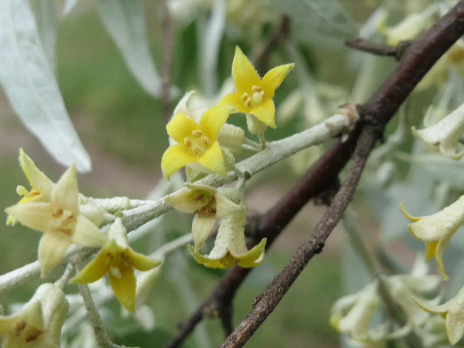 Russian Olive (Elaeagnus angustifolia) — multi-colored and white and yellow flowers in the garden; lance-shaped leaves grow up to 4 inches long