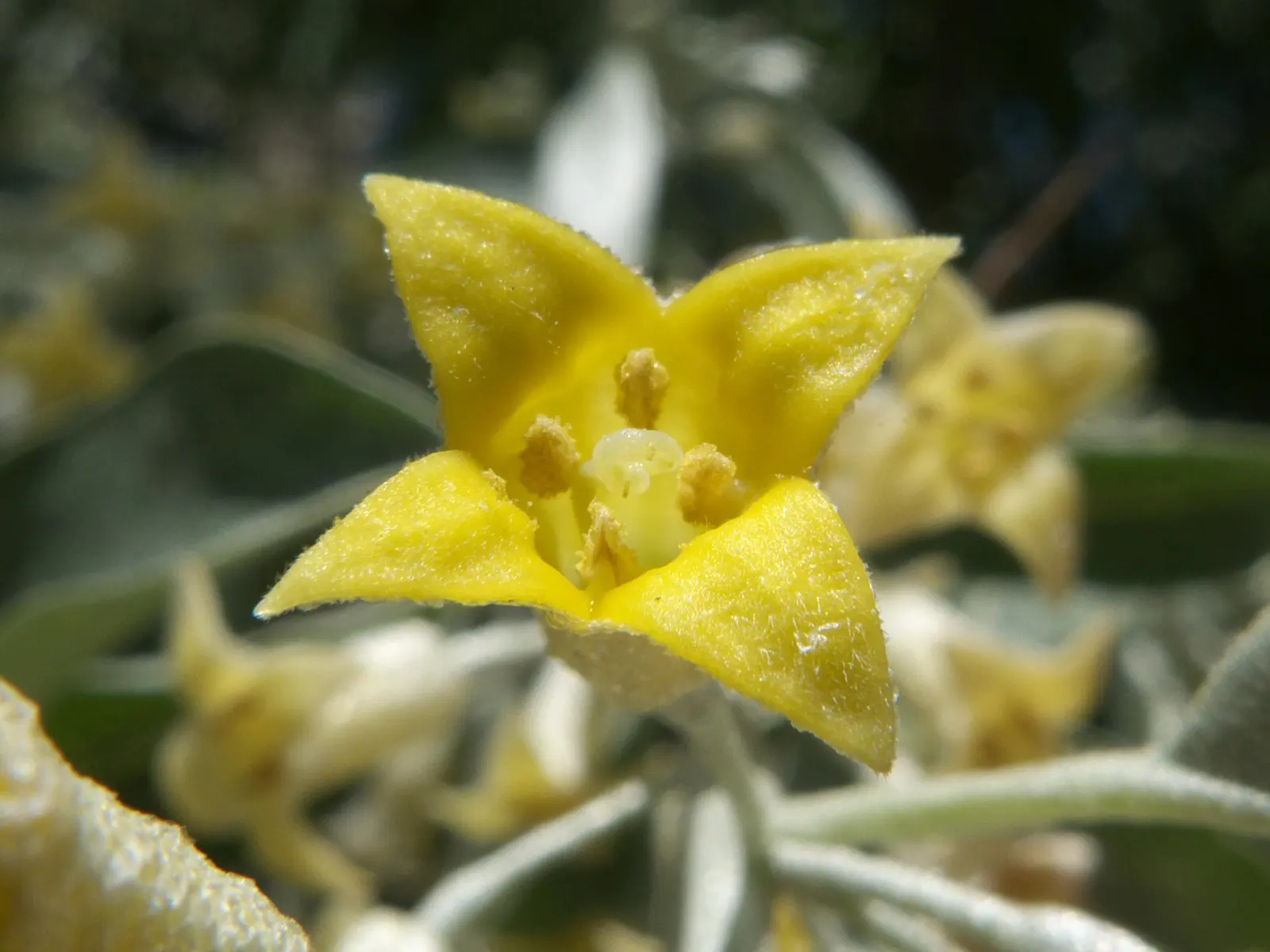 Russian Olive (Elaeagnus angustifolia) — the Russian Olive thrives in full sun to partial shade; lance-shaped leaves grow up to 4 inches long