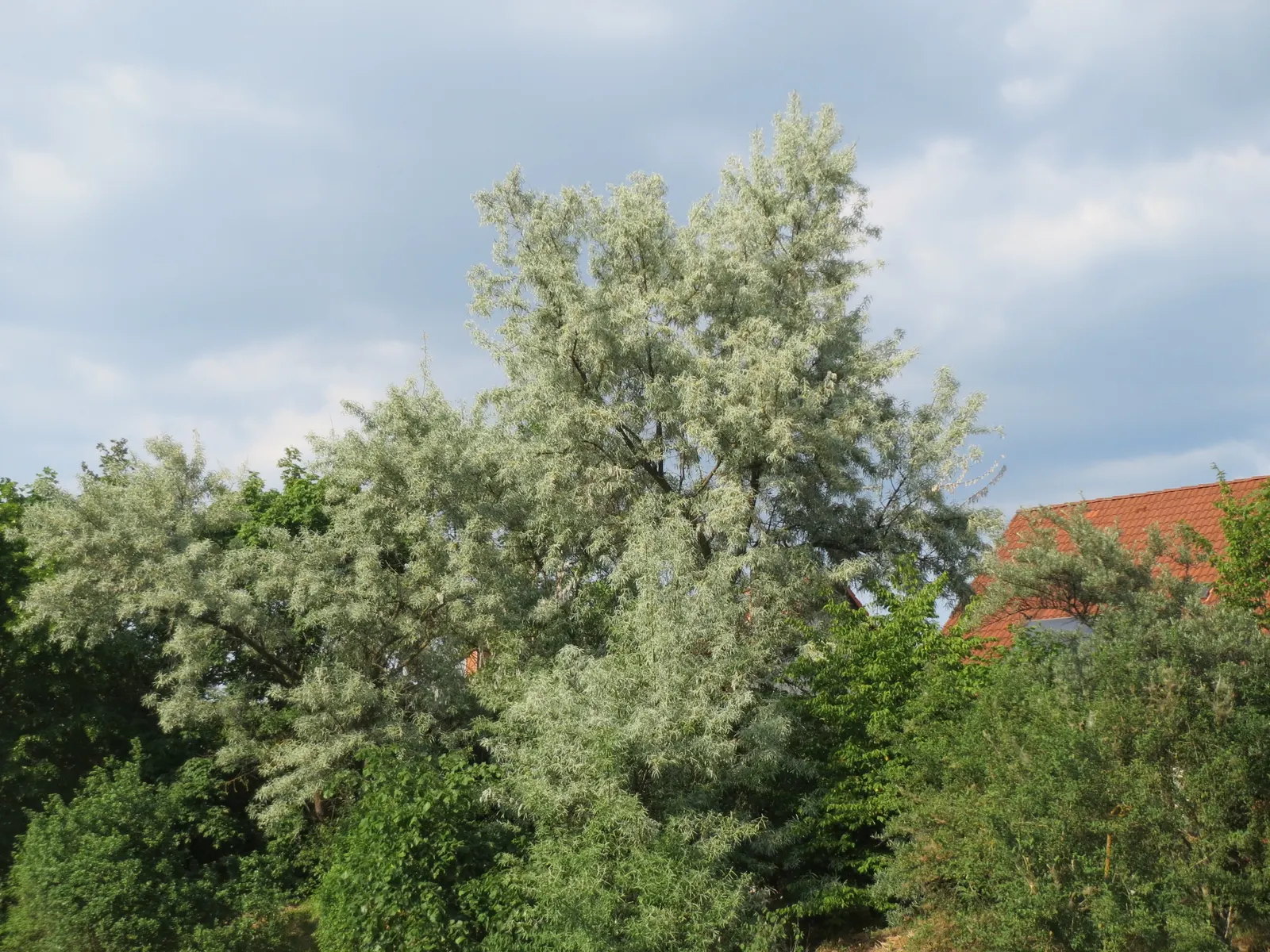 Russian Olive (Elaeagnus angustifolia) — the fruits offer ornamental interest and food for wildlife; silver-green leaves and fragrant