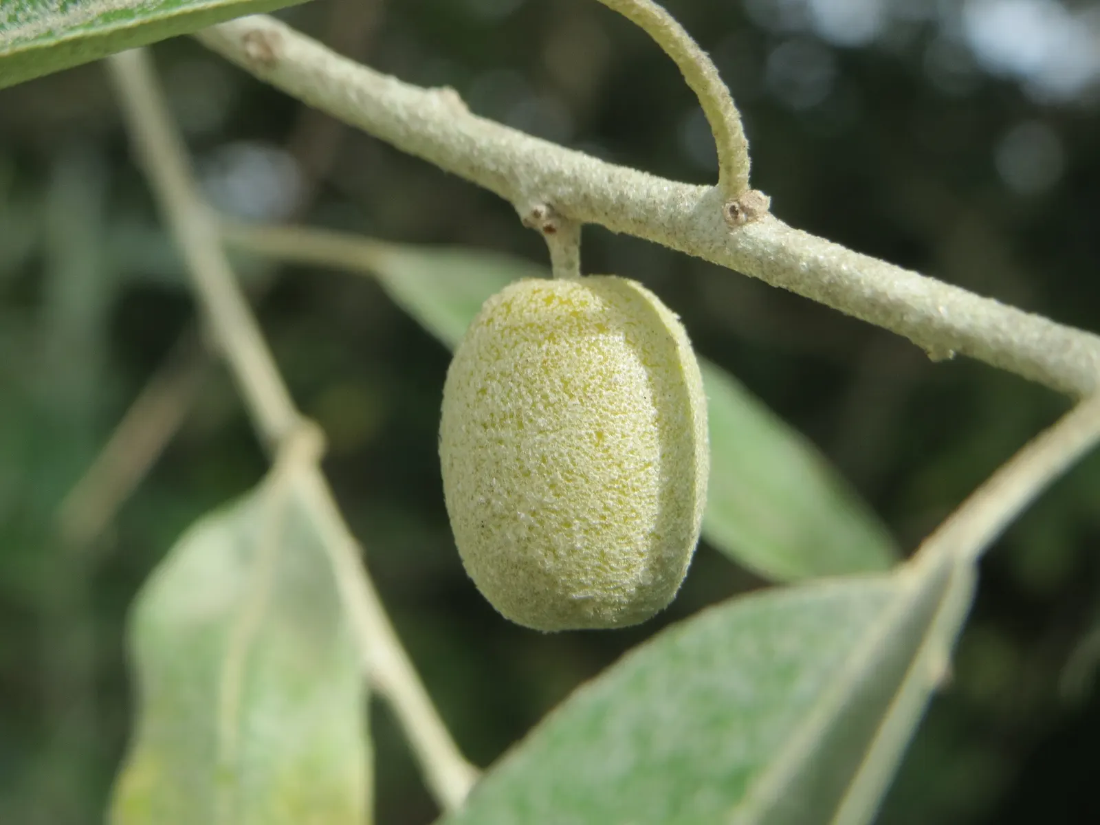Russian Olive (Elaeagnus angustifolia) — lance-shaped leaves grow up to 4 inches long; the Russian Olive thrives in full sun to partial shade, image 67