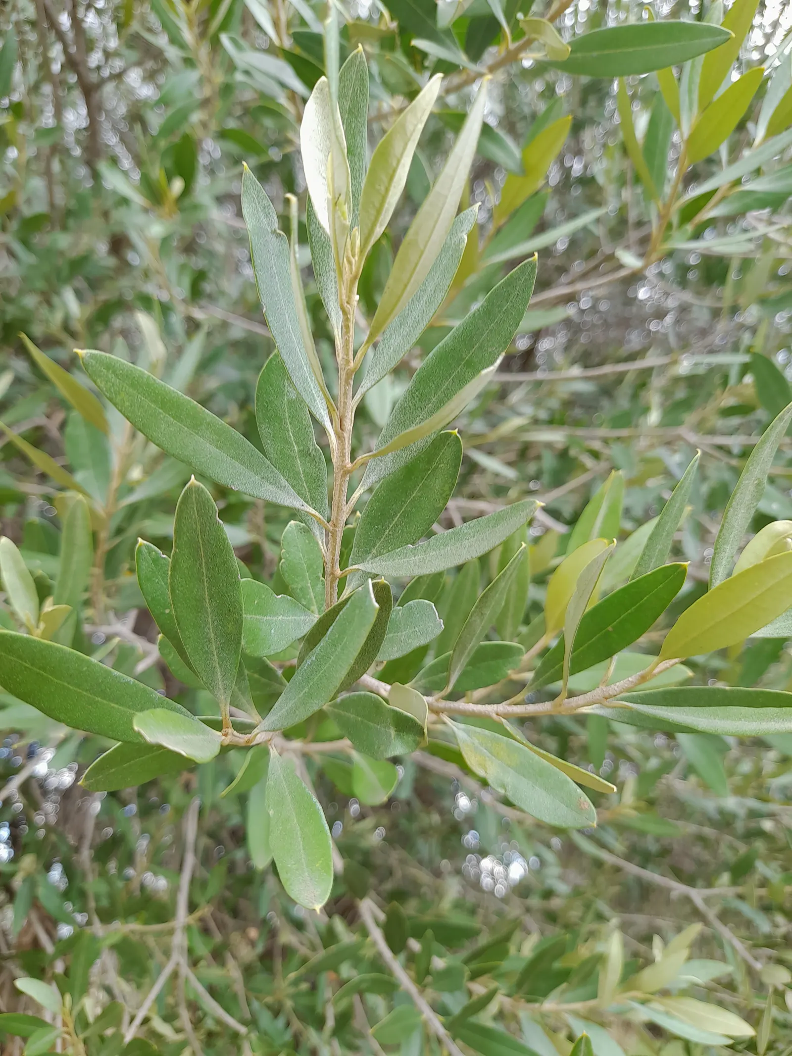 Russian Olive (Elaeagnus angustifolia) — presenting a silvery-green hue due to tiny scales on the surface
