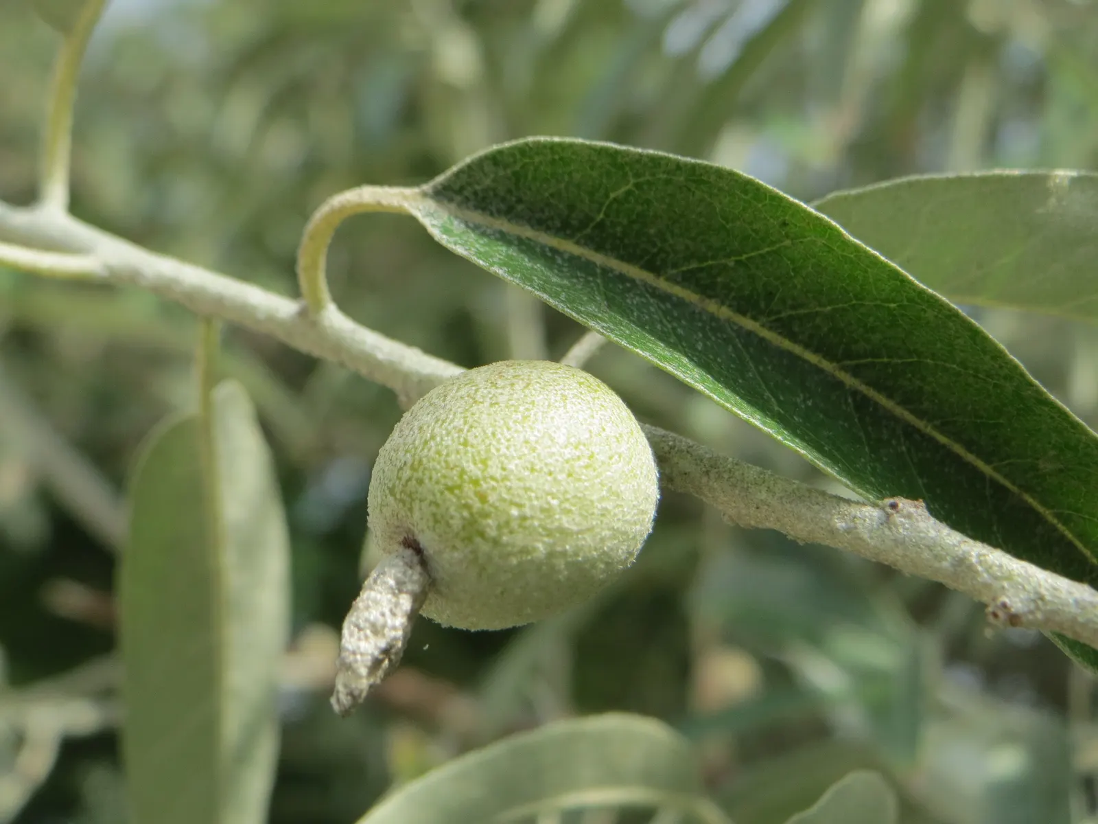 Russian Olive (Elaeagnus angustifolia) — silver-green leaves and fragrant