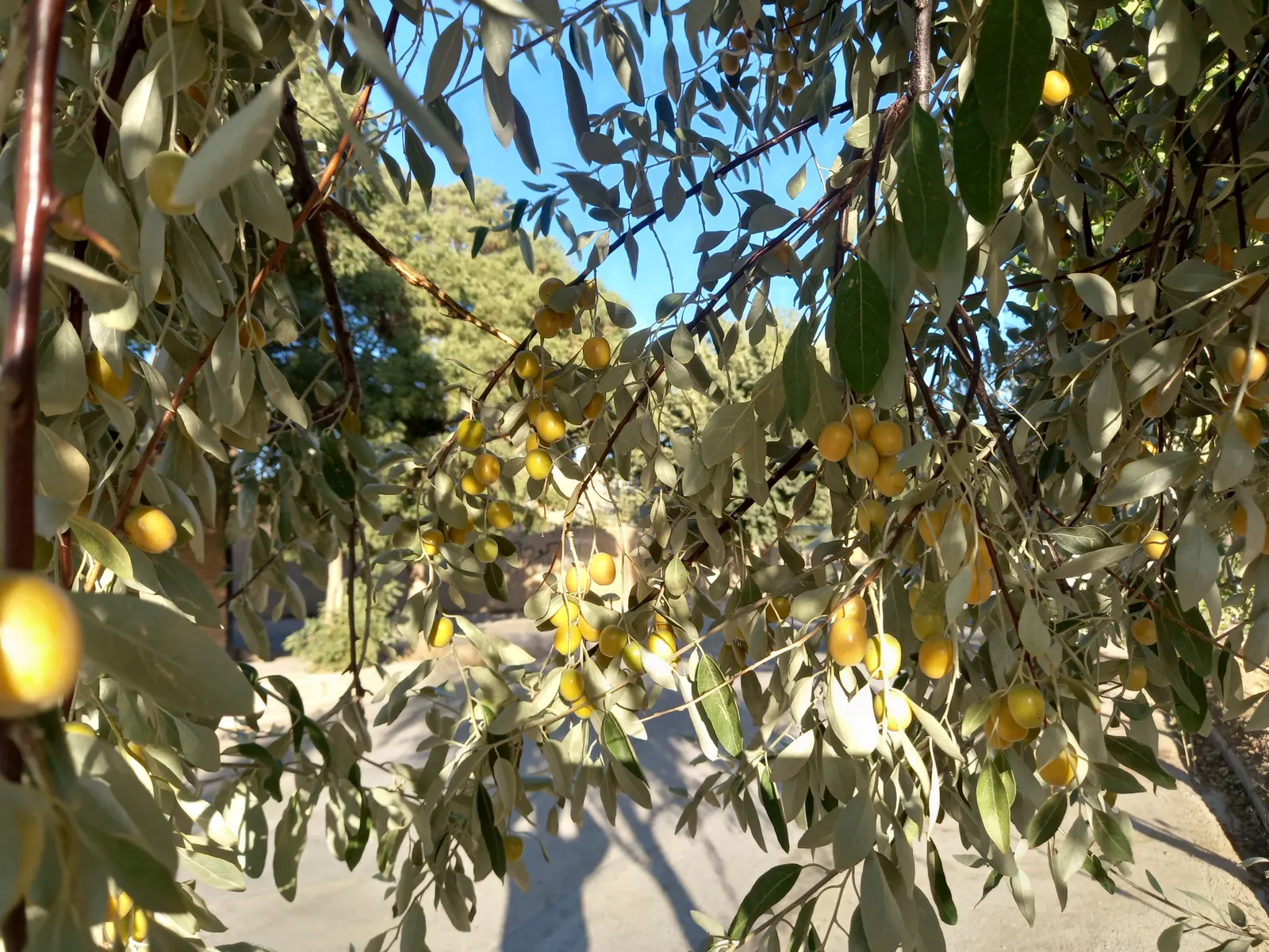 Russian Olive (Elaeagnus angustifolia) — is a resilient deciduous tree favored for its adaptability and ornamental features; silver-green leaves and fragrant