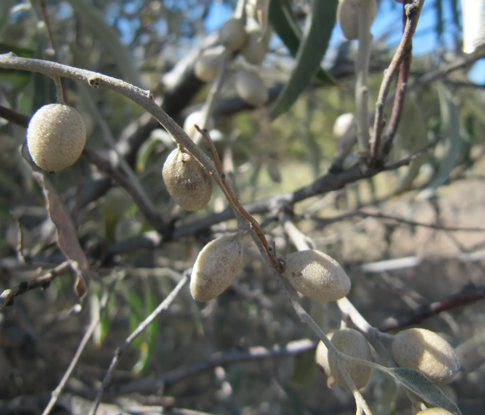 Russian Olive (Elaeagnus angustifolia) — shrub / tree for full or half; regular pruning may be required to maintain the desired shape and prevent