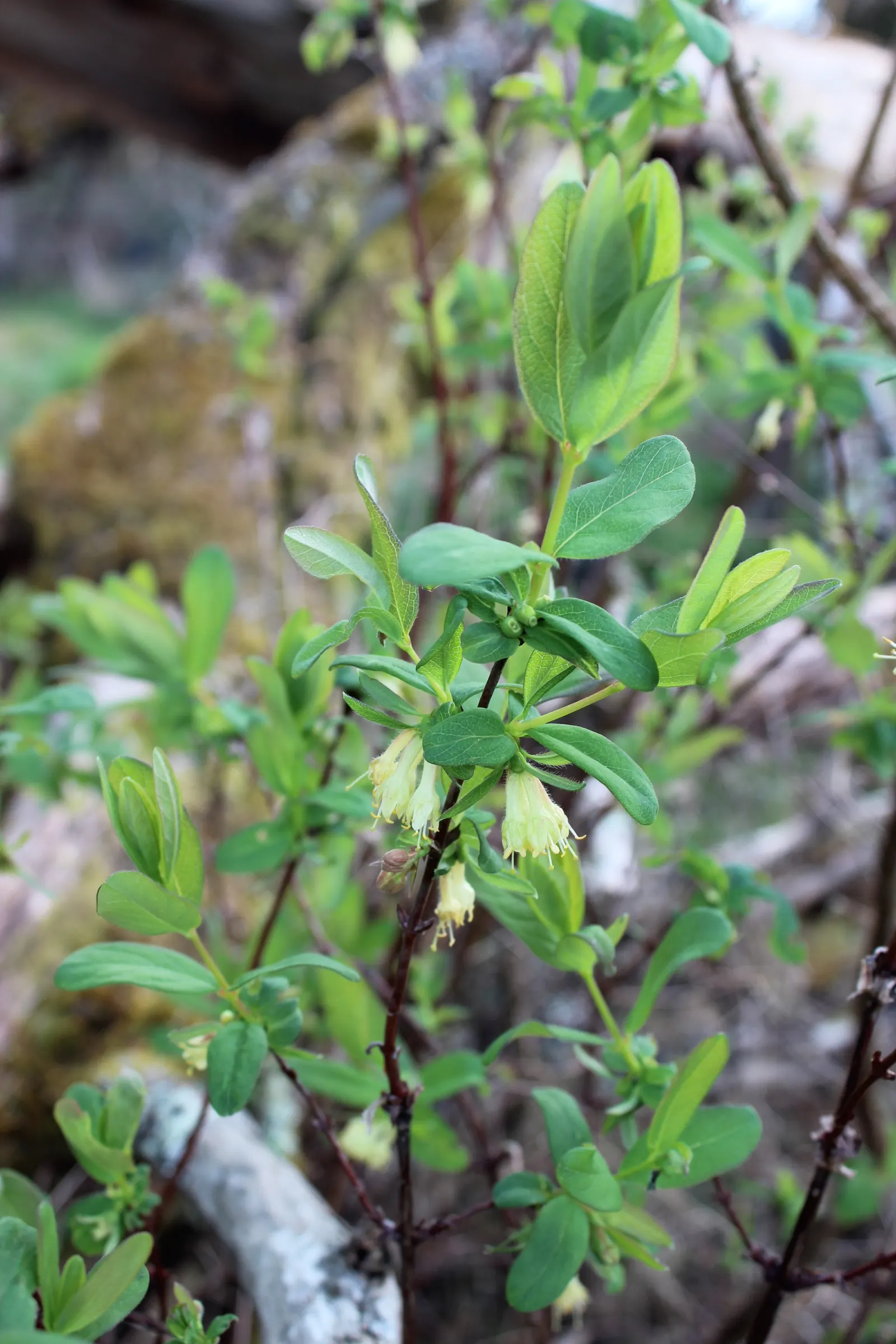 Russian Olive (Elaeagnus angustifolia) — exemplifying its versatile nature.<br><br>Given its rapid growth rate; lance-shaped leaves grow up to 4, image 78