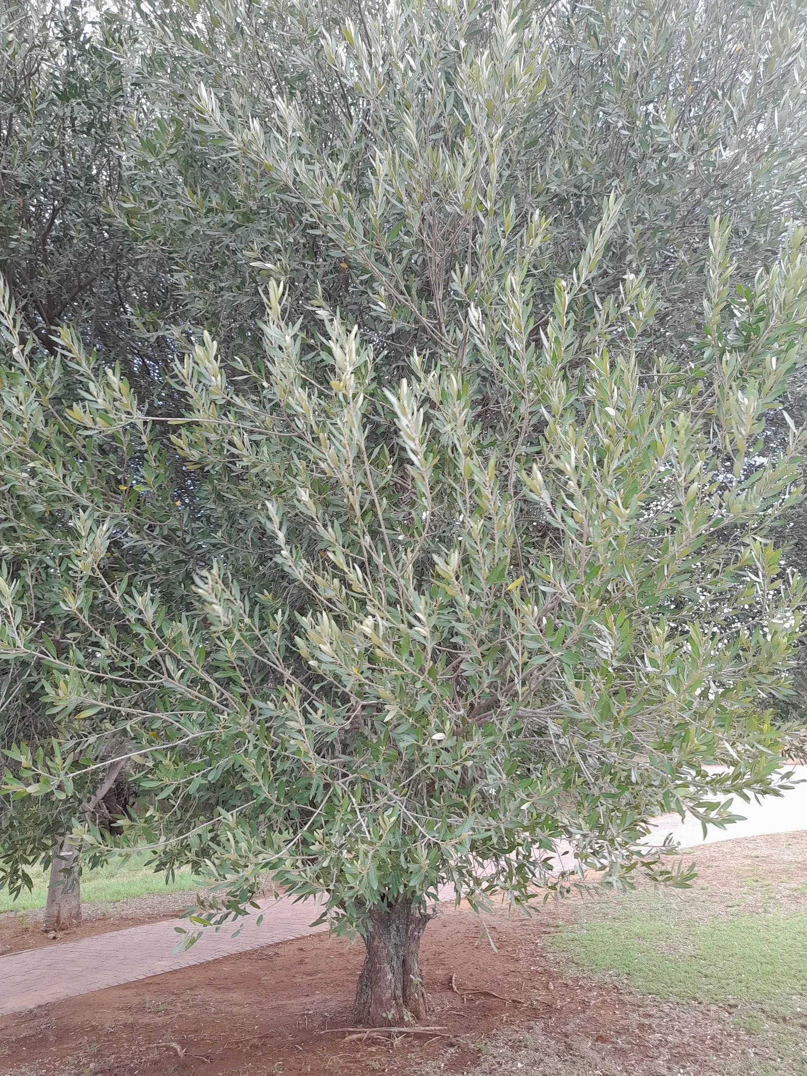 Russian Olive (Elaeagnus angustifolia) — reaching heights of 12-20 feet with an equal spread