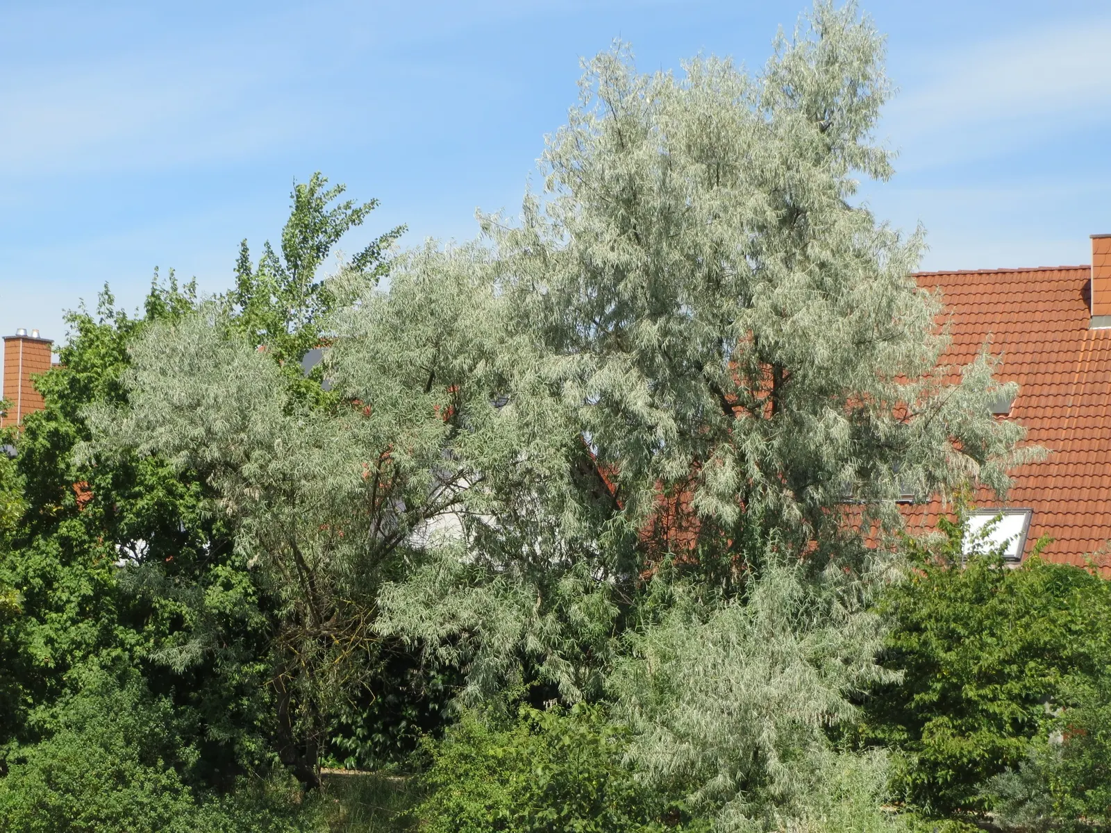 Russian Olive (Elaeagnus angustifolia) — silver-green leaves and fragrant; regular pruning may be required to maintain the desired shape and prevent