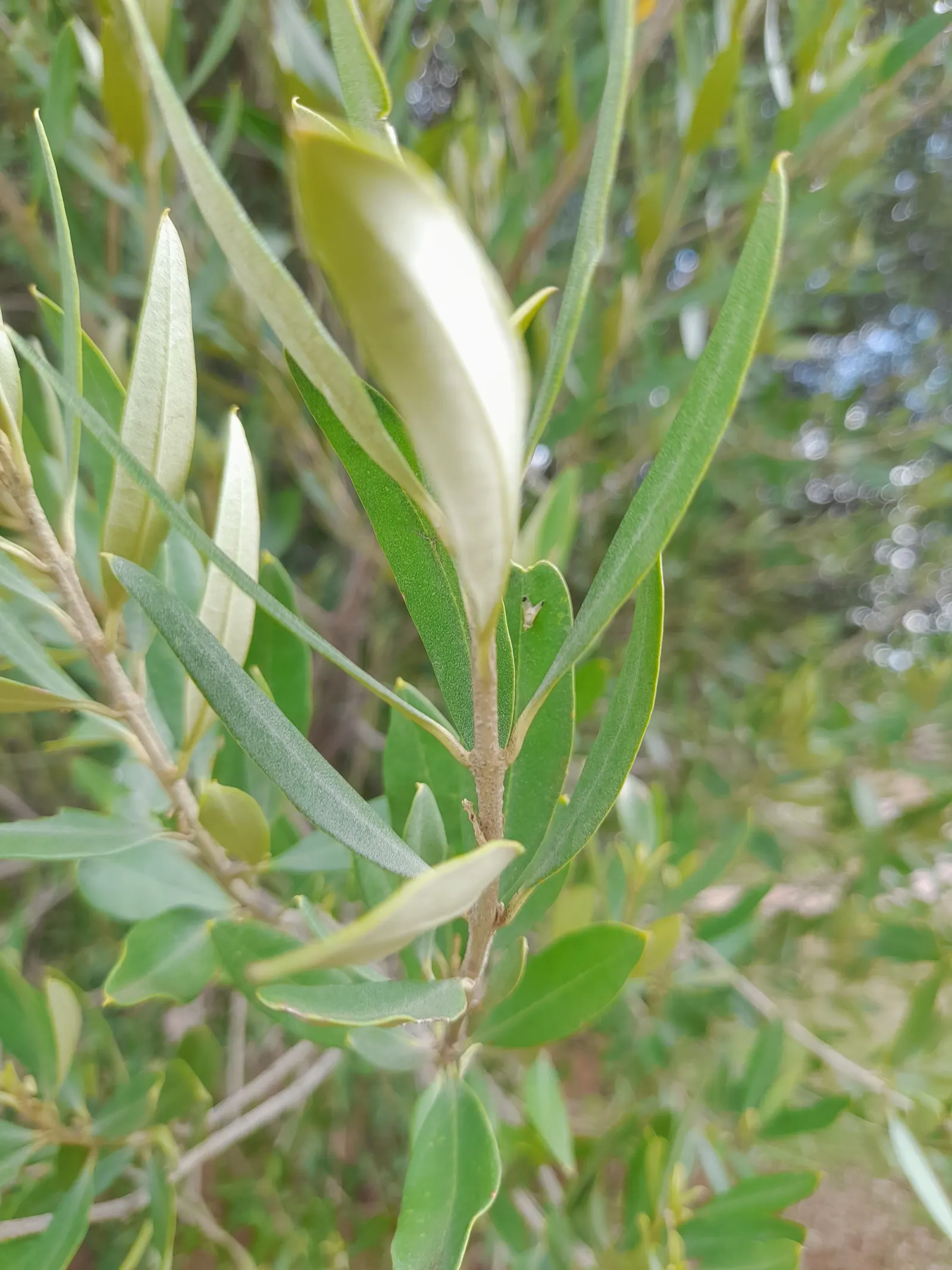 Russian Olive (Elaeagnus angustifolia) — yellowish flowers in late spring