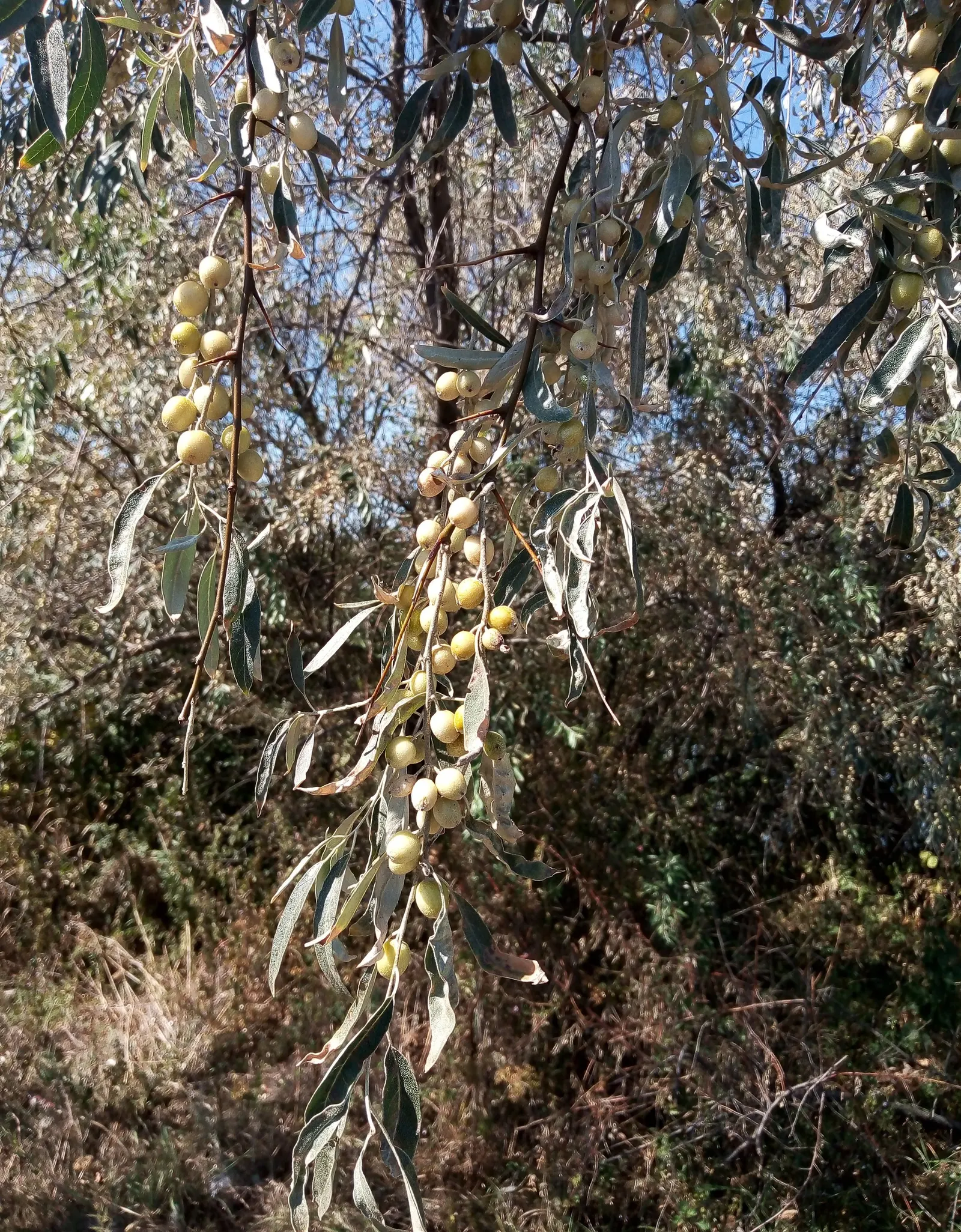Russian Olive (Elaeagnus angustifolia) — Regular pruning may be required to maintain the desired shape and prevent overproliferation; silver-green leaves and