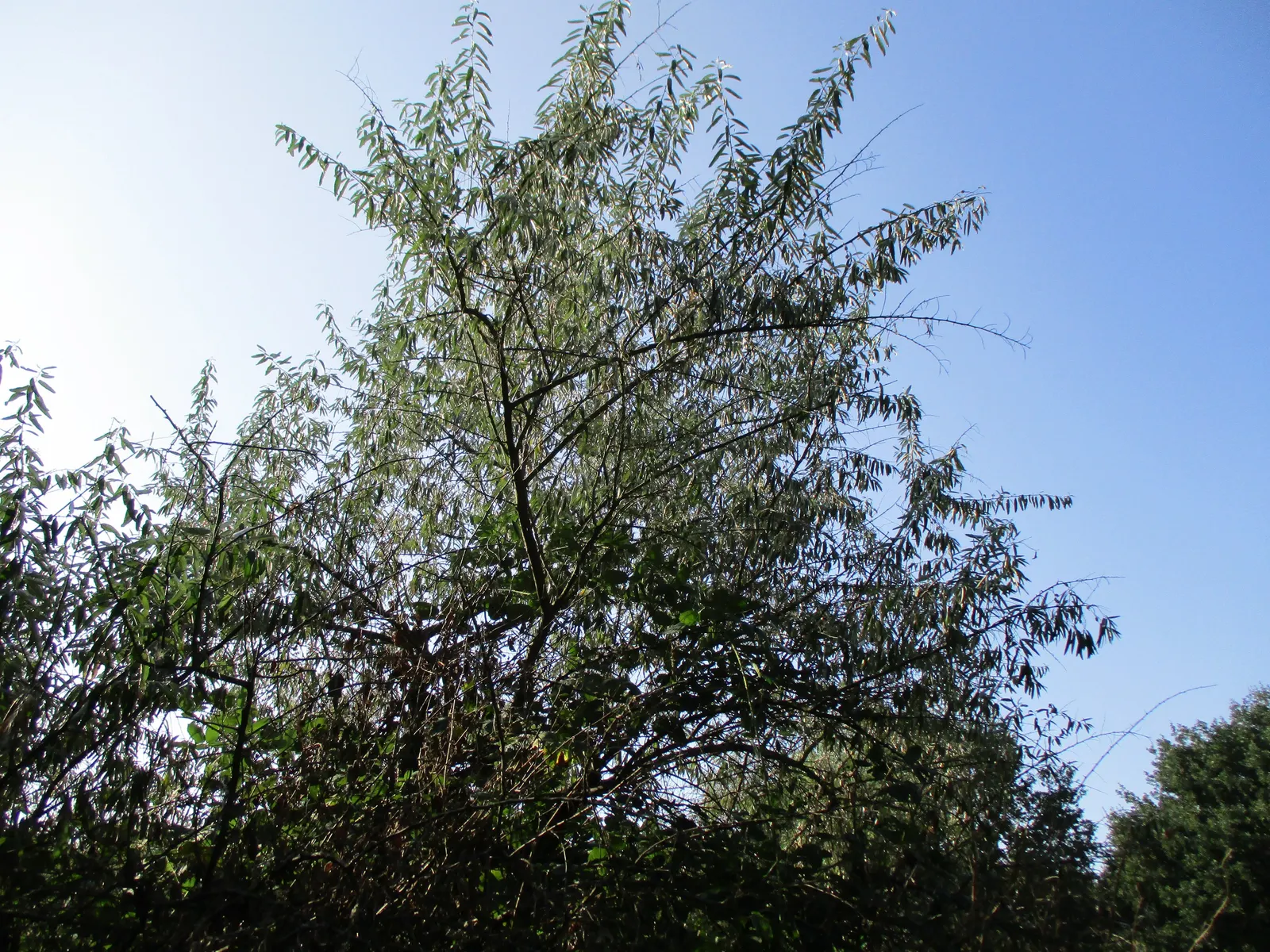 Russian Olive (Elaeagnus angustifolia) — silver-scaled fruits about 0.5 inches in length; the Russian Olive thrives in full sun to partial shade, image 71