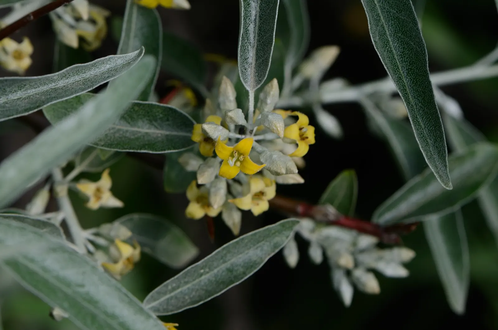 Russian Olive (Elaeagnus angustifolia) — shrub / tree for full or half