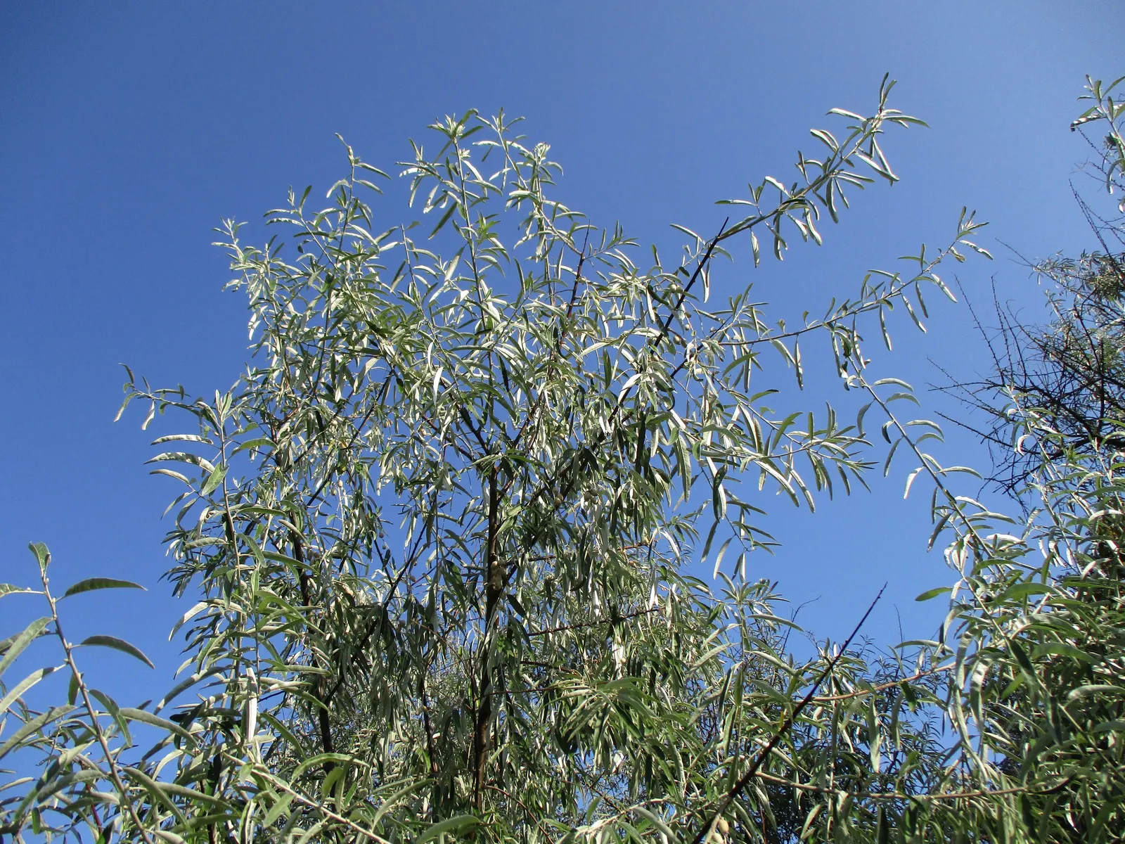 Russian Olive (Elaeagnus angustifolia) — inconspicuous yet attractive