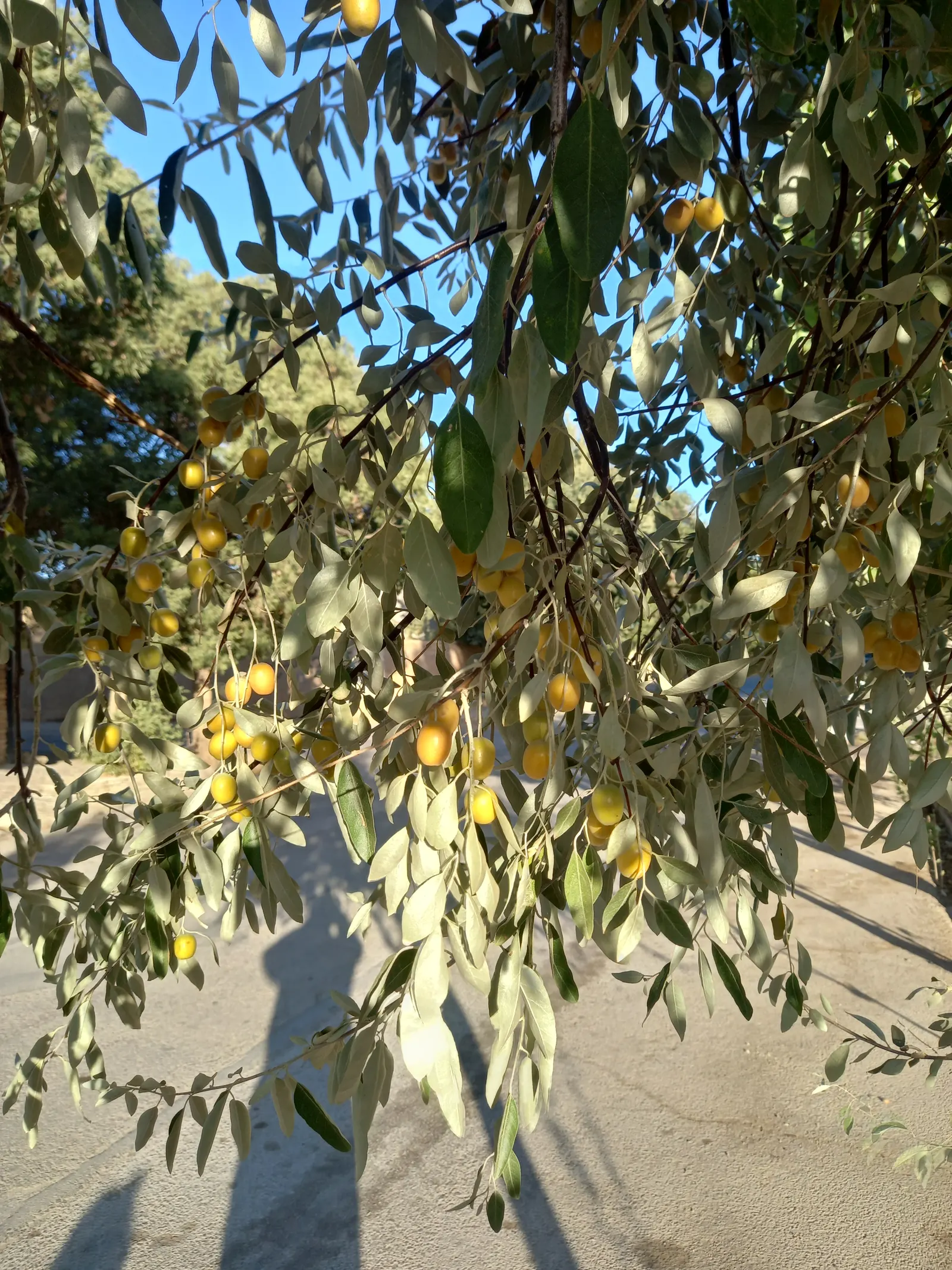 Russian Olive (Elaeagnus angustifolia) — but it should be placed with consideration due to its potential invasiveness in some regions; regular, image 80
