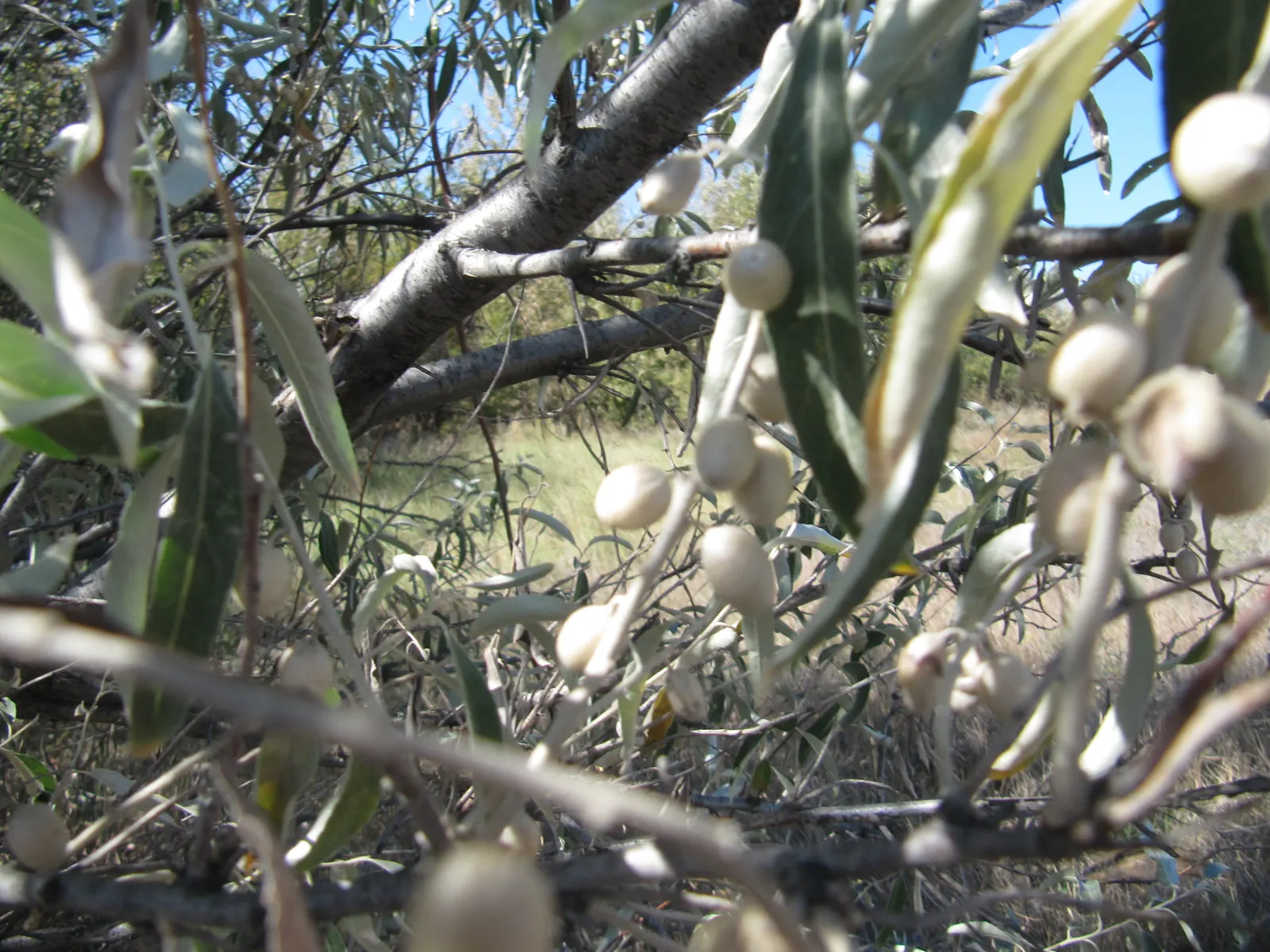 Russian Olive (Elaeagnus angustifolia) — deciduous shrub or small tree; lance-shaped leaves grow up to 4 inches long