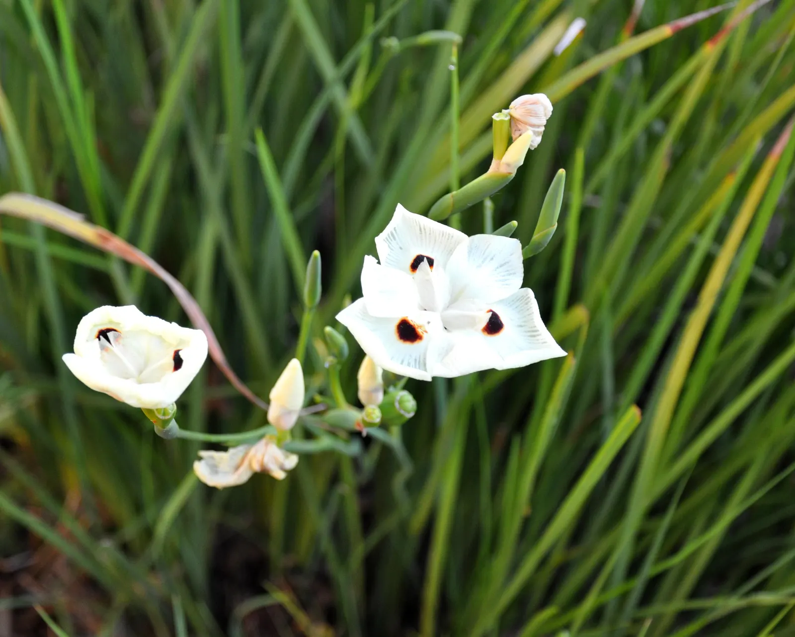 Yellow Moraea, Fortnight Lily (Dietes Bicolor) — branching stems that rise just above the foliage; it prefers full sun to partial shade and well-drained soil