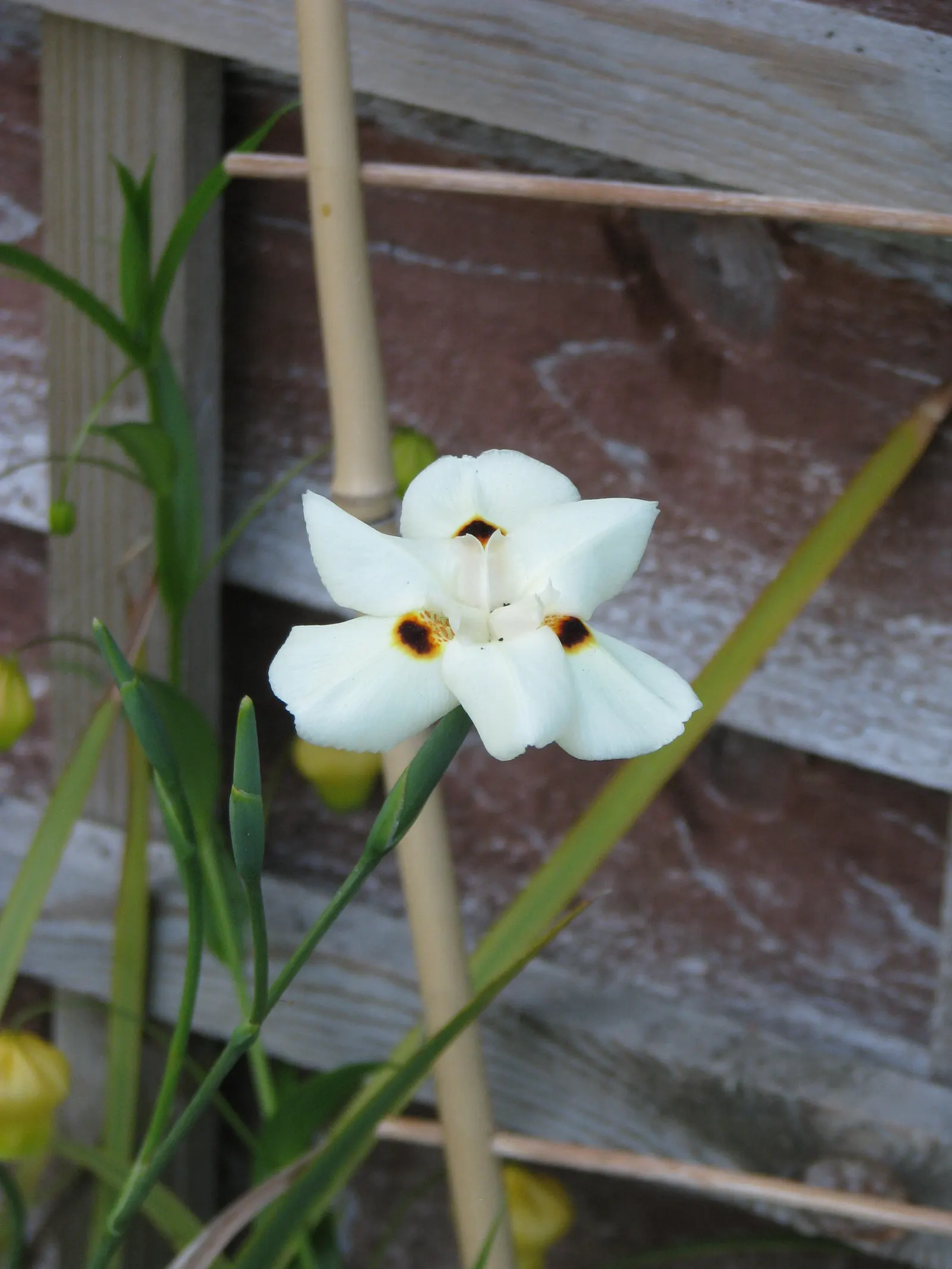 Yellow Moraea, Fortnight Lily (Dietes Bicolor) — Dietes bicolor is drought-tolerant once established and requires well-drained soil