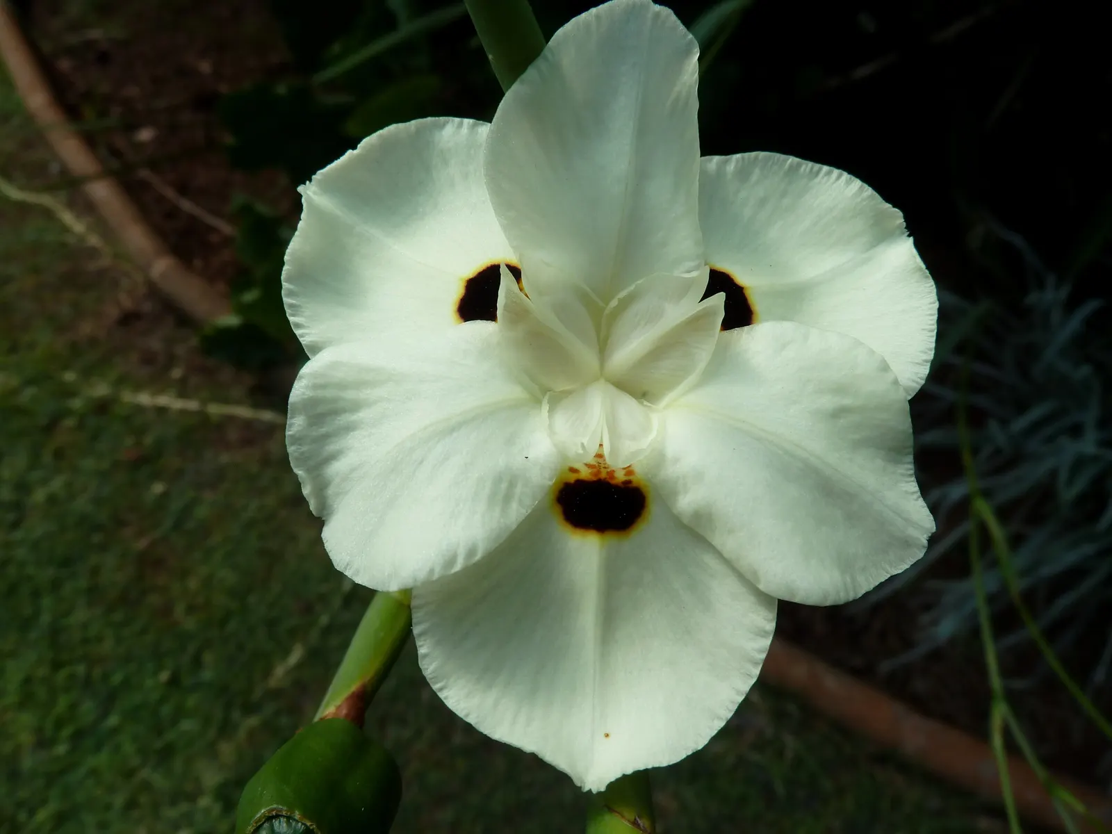 Yellow Moraea, Fortnight Lily (Dietes Bicolor) — originating from South Africa