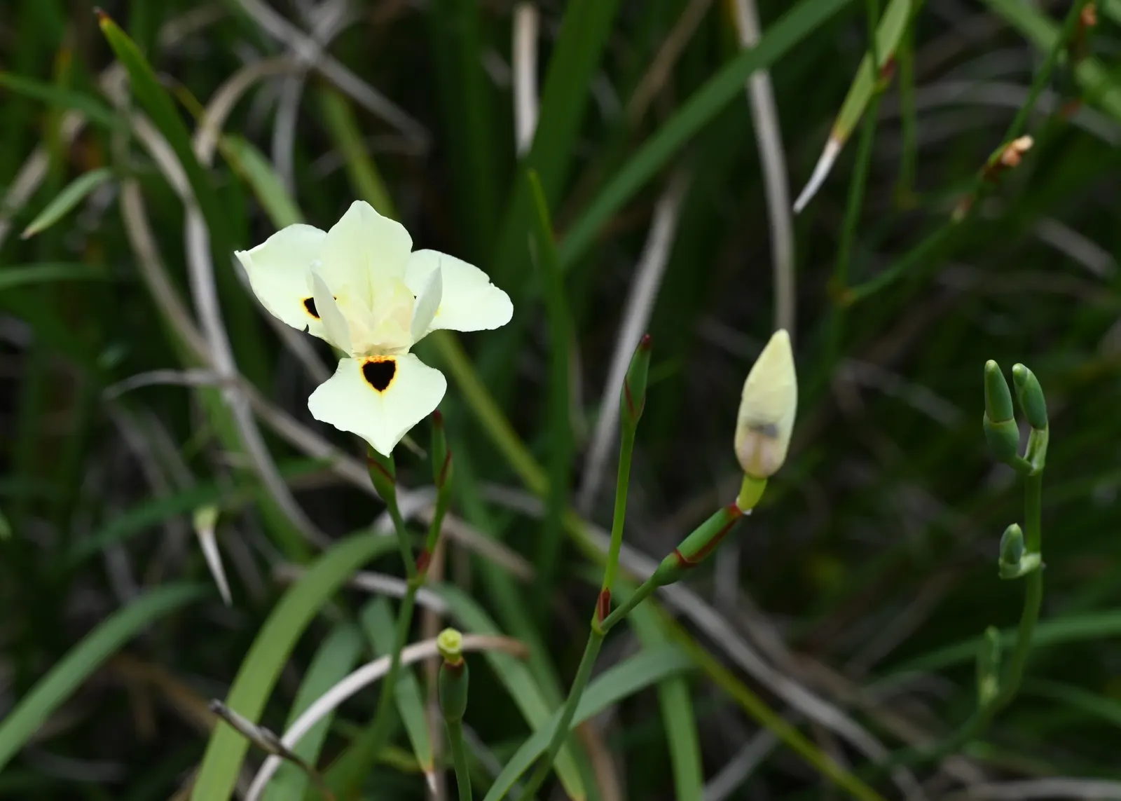 Yellow Moraea, Fortnight Lily (Dietes Bicolor) — emanates from a central point; the Fortnight Lily exhibits long, image 70