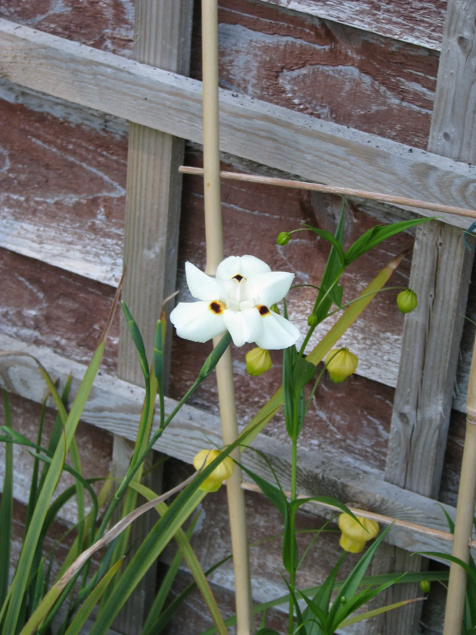 Yellow Moraea, Fortnight Lily (Dietes Bicolor) — perennial for half or shade