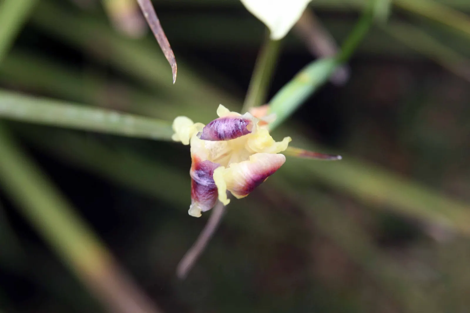 Yellow Moraea, Fortnight Lily (Dietes Bicolor) — signifying its resilience in various climate conditions; individual flowers are short-lived, image 79