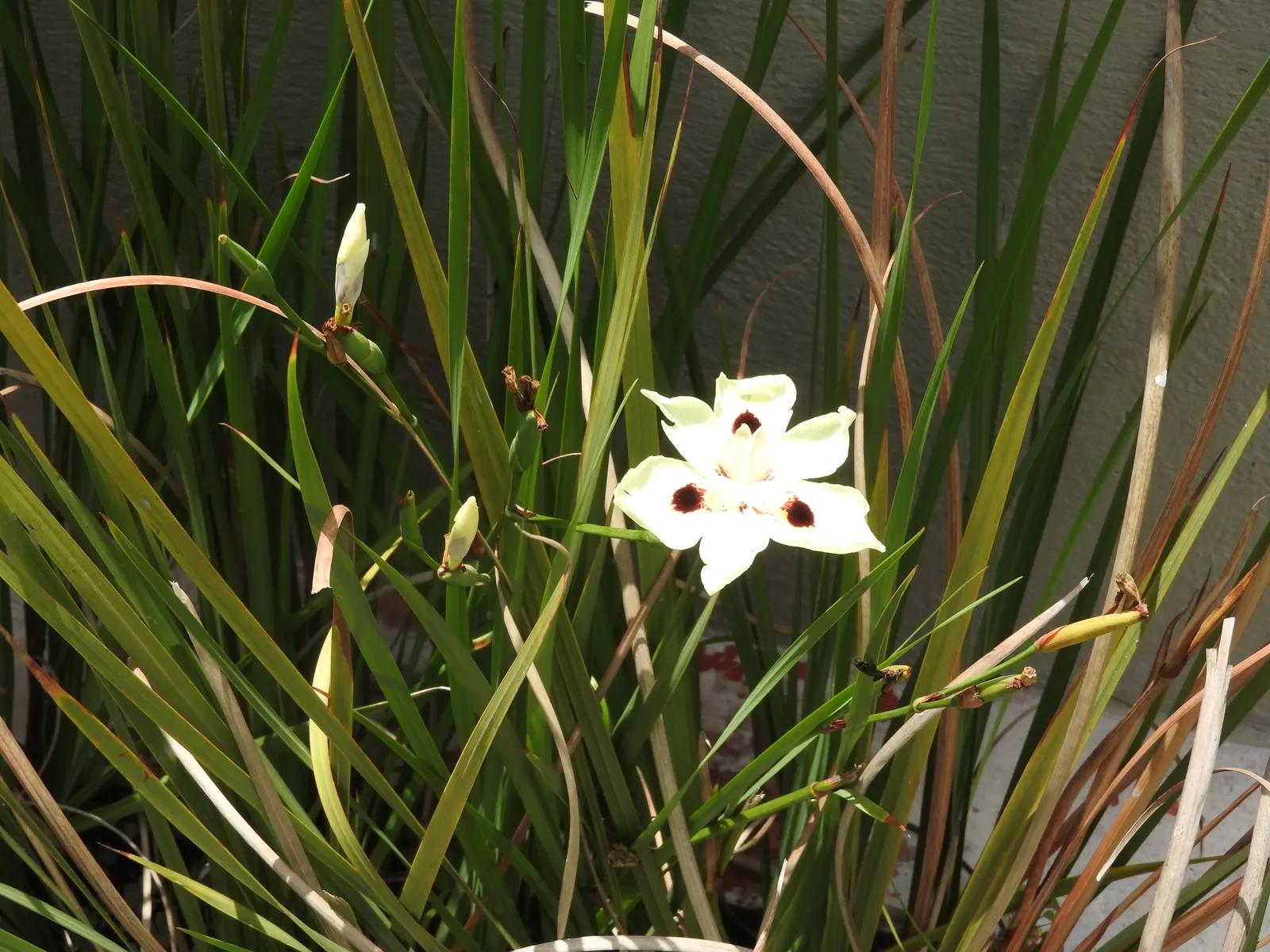 Yellow Moraea, Fortnight Lily (Dietes Bicolor) — also known as the Fortnight Lily or by its scientific name Dietes bicolor