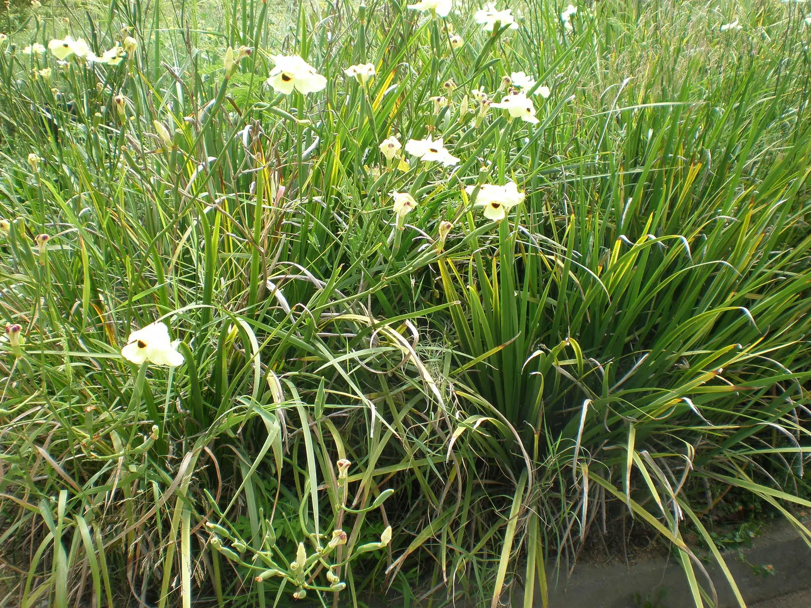 Yellow Moraea, Fortnight Lily (Dietes Bicolor) — When designing a garden space; incorporating this elegant perennial can provide both visual interest and